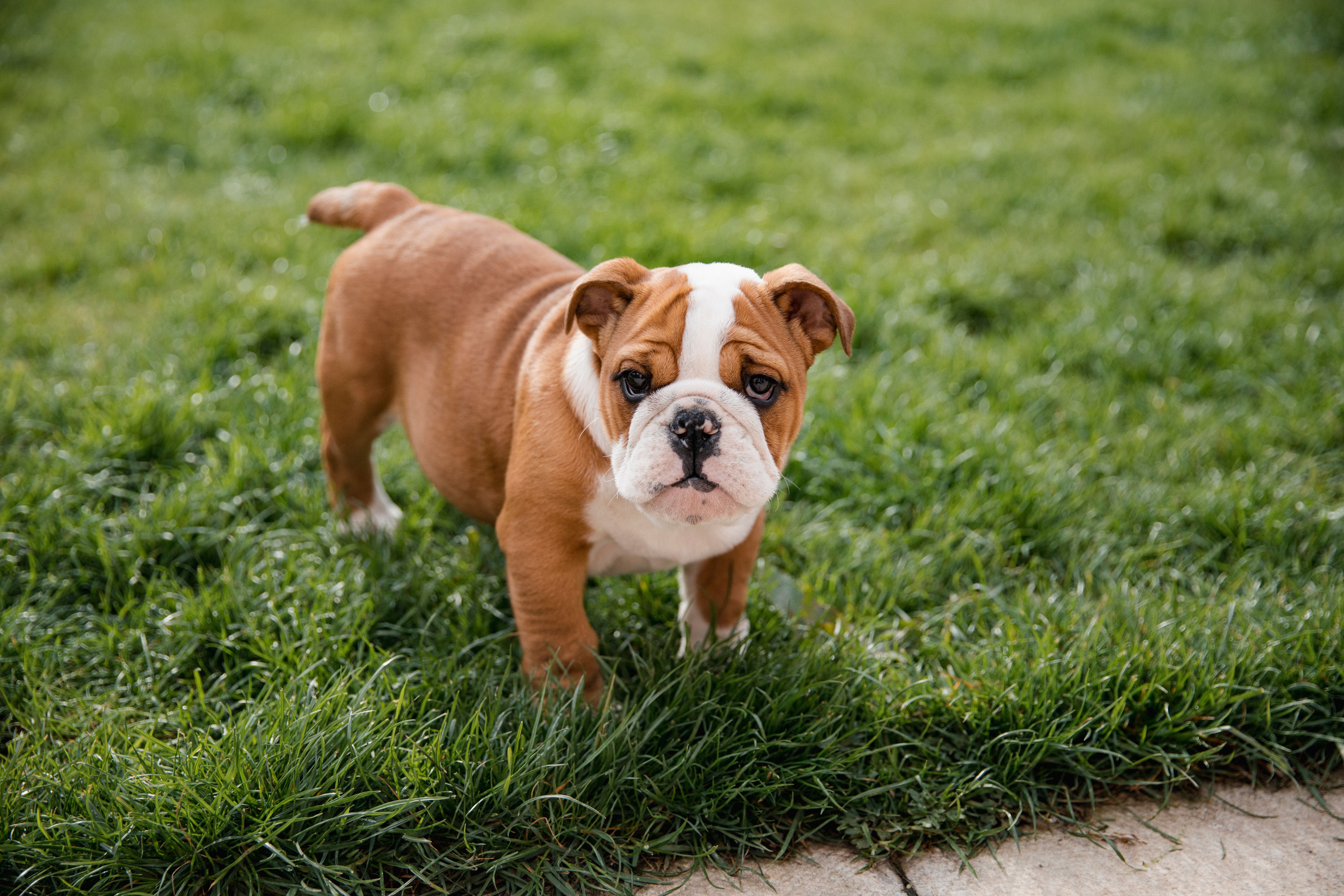 bulldog puppy