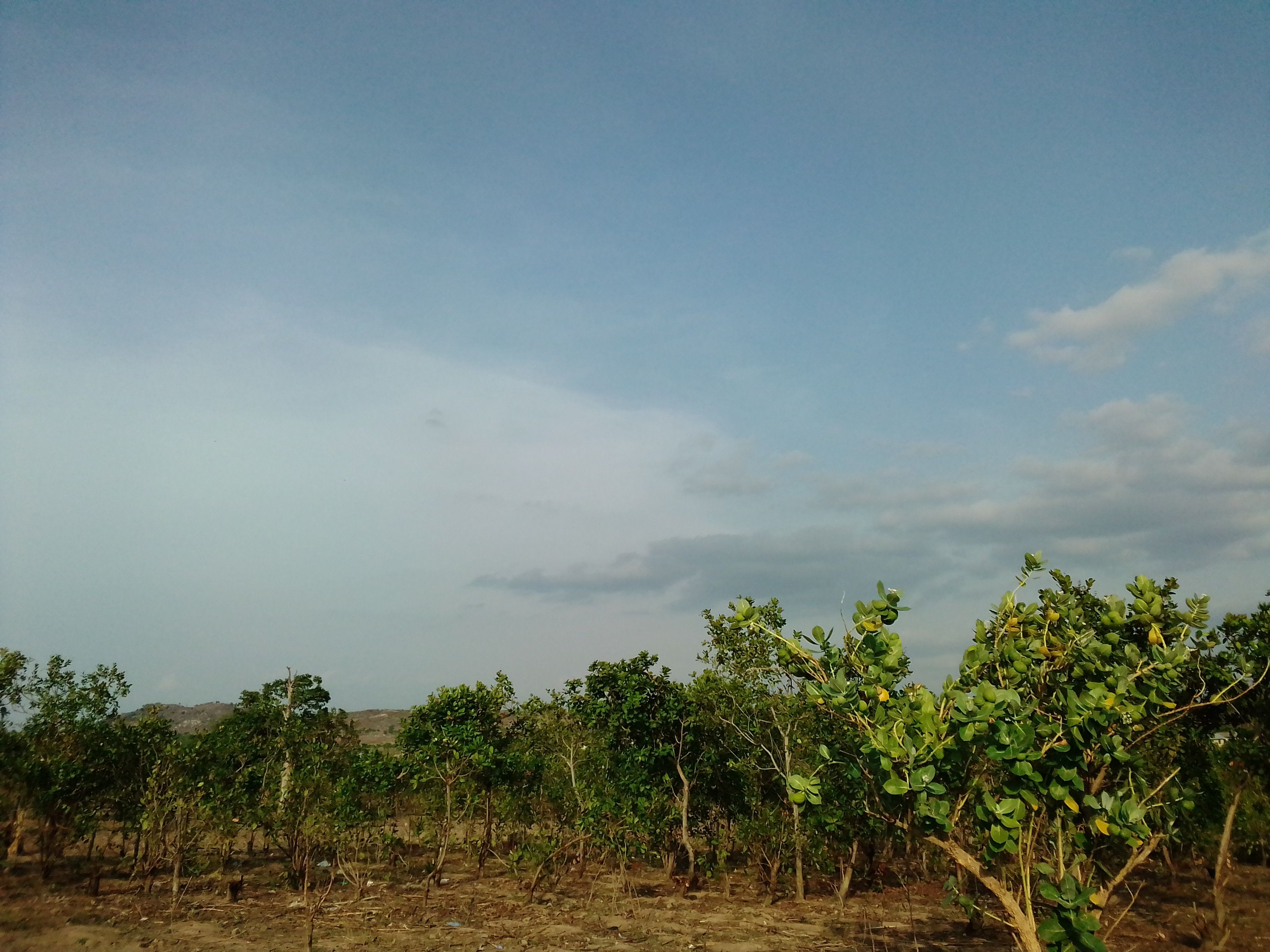 Cashew plantation Cashew plantation