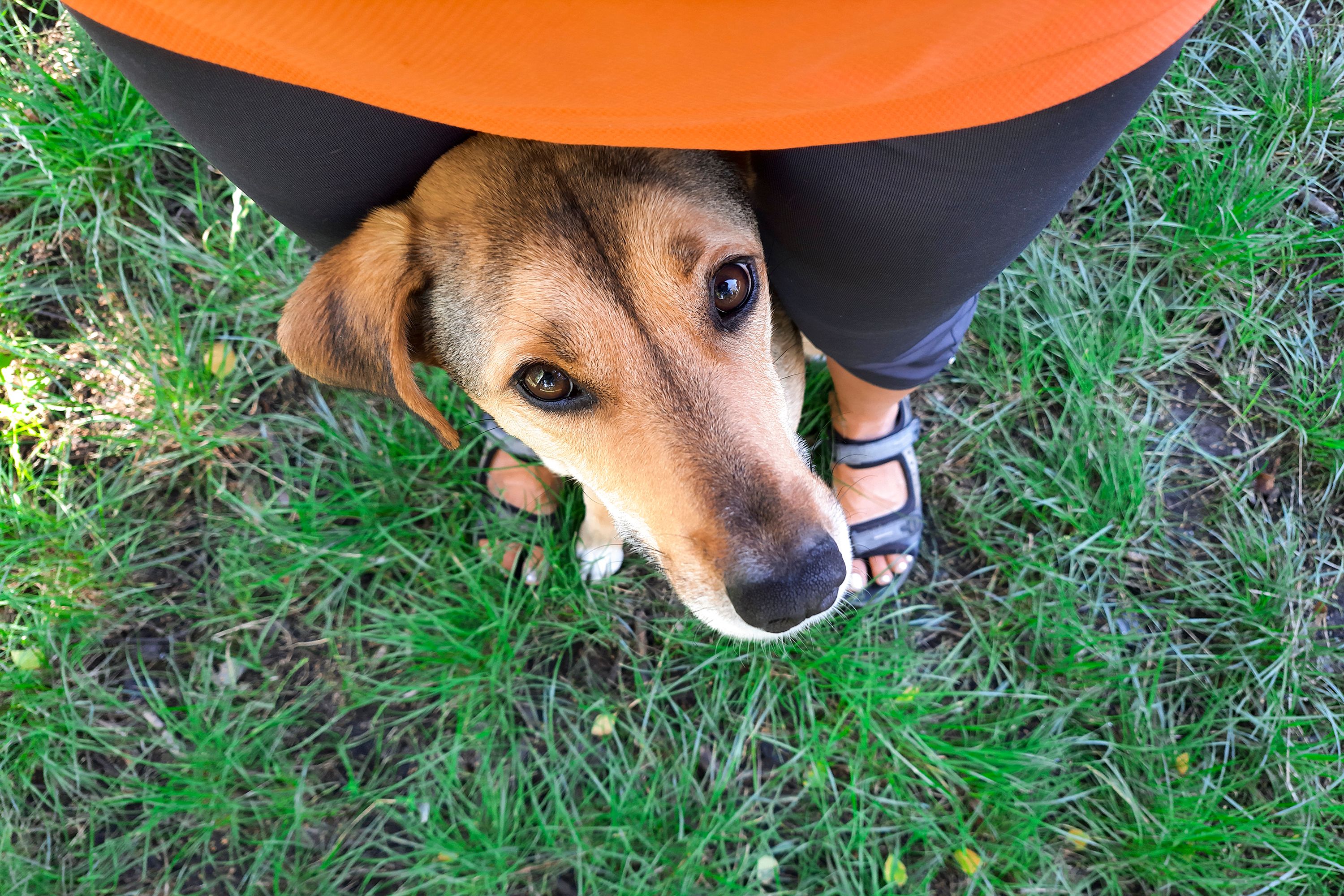 Person and dog - a sense of trust, loyalty, understanding, care. Person and dog - a sense of trust, loyalty, understanding, care.