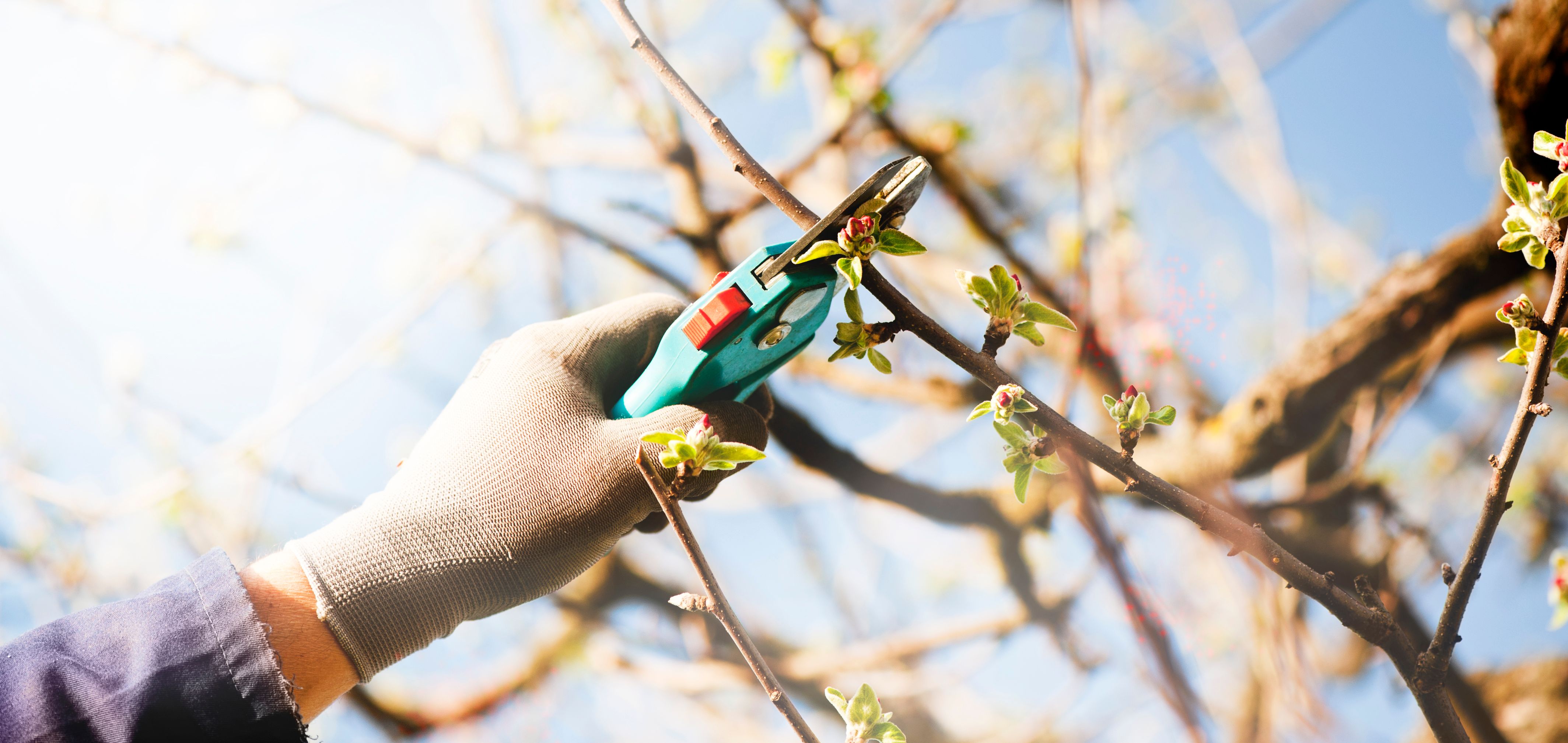 fruit tree pruning