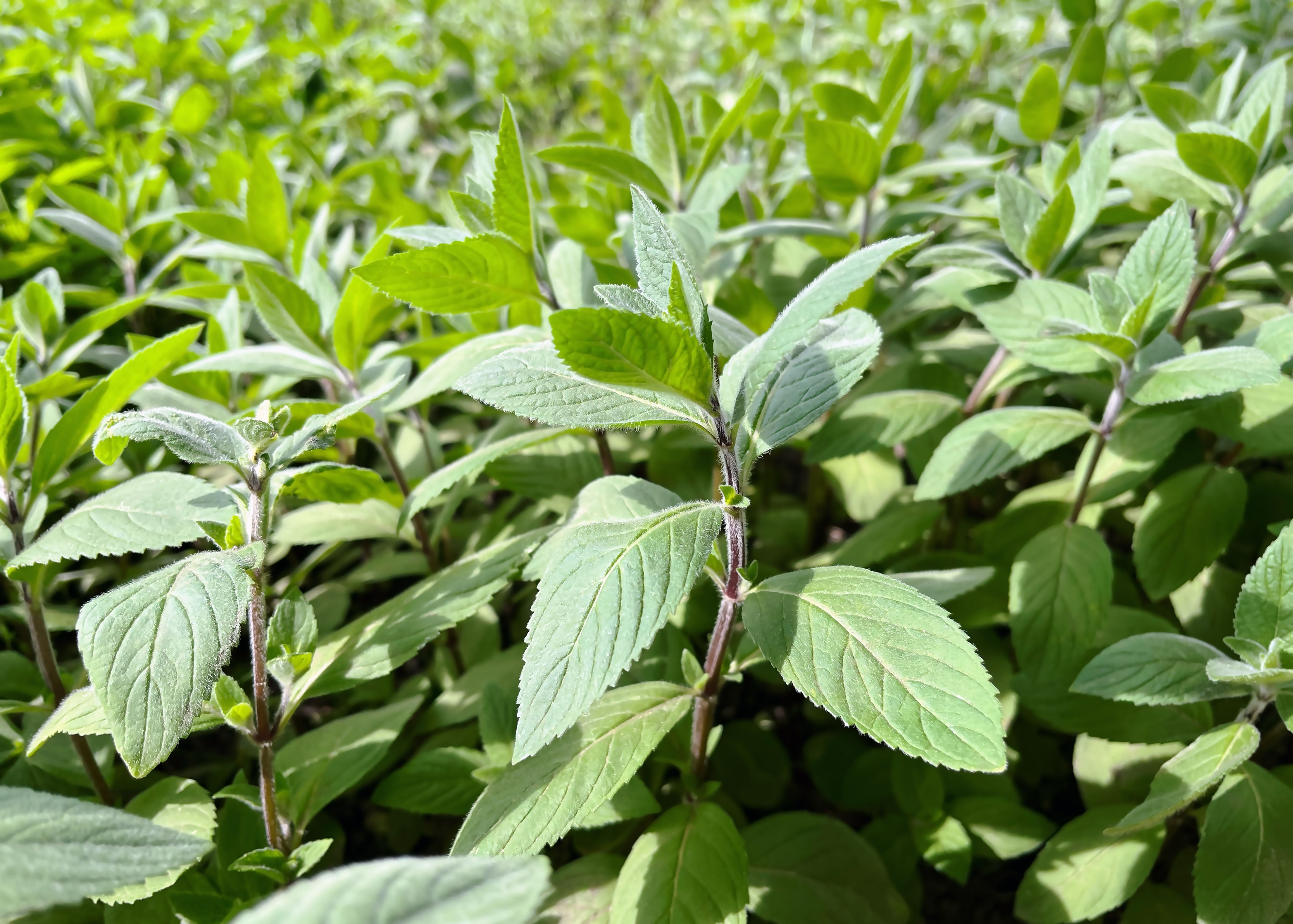 Close-up of a vibrant mint plant in a garden
