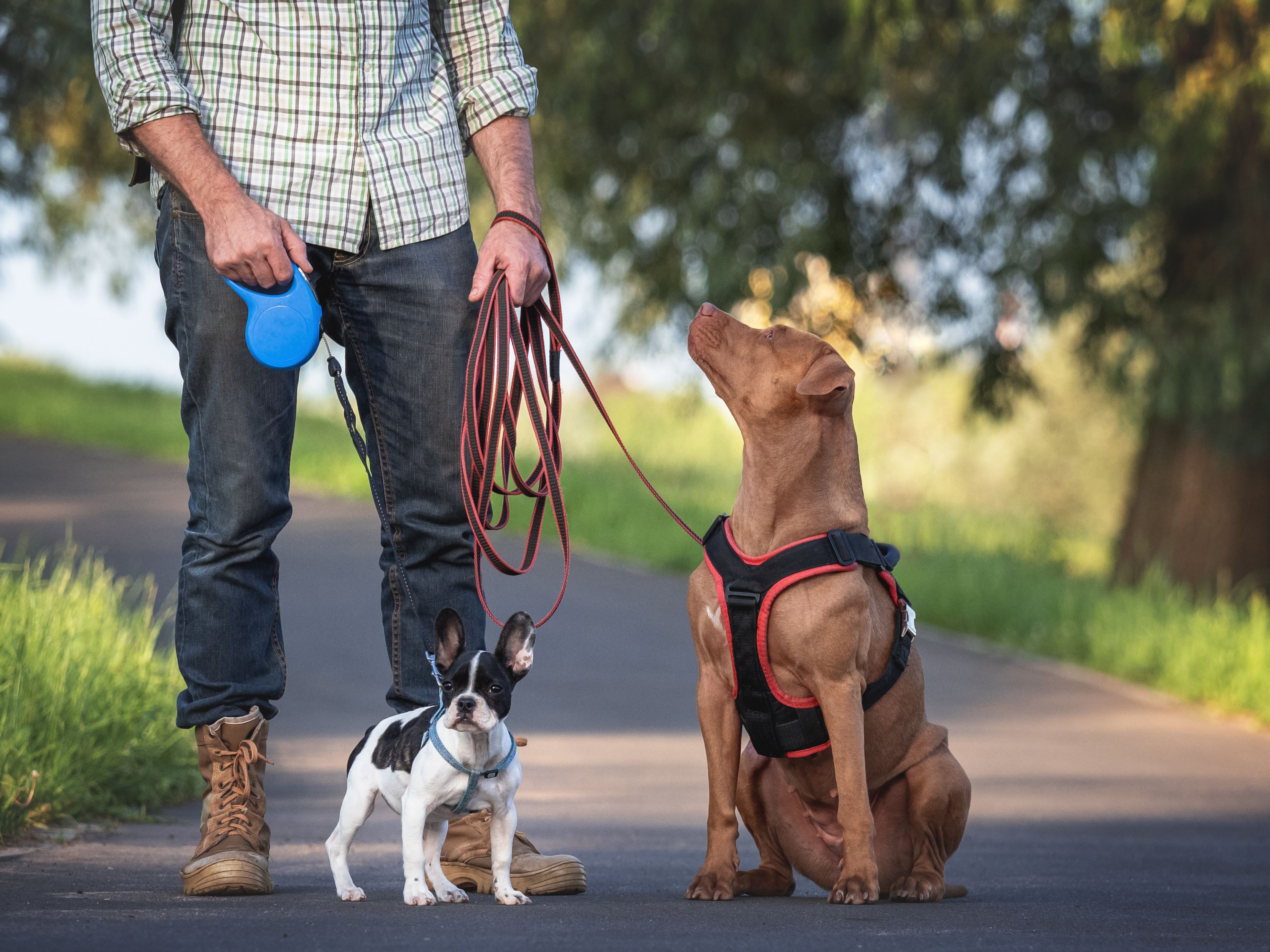 Charming dog, pretty little puppy and attractive man