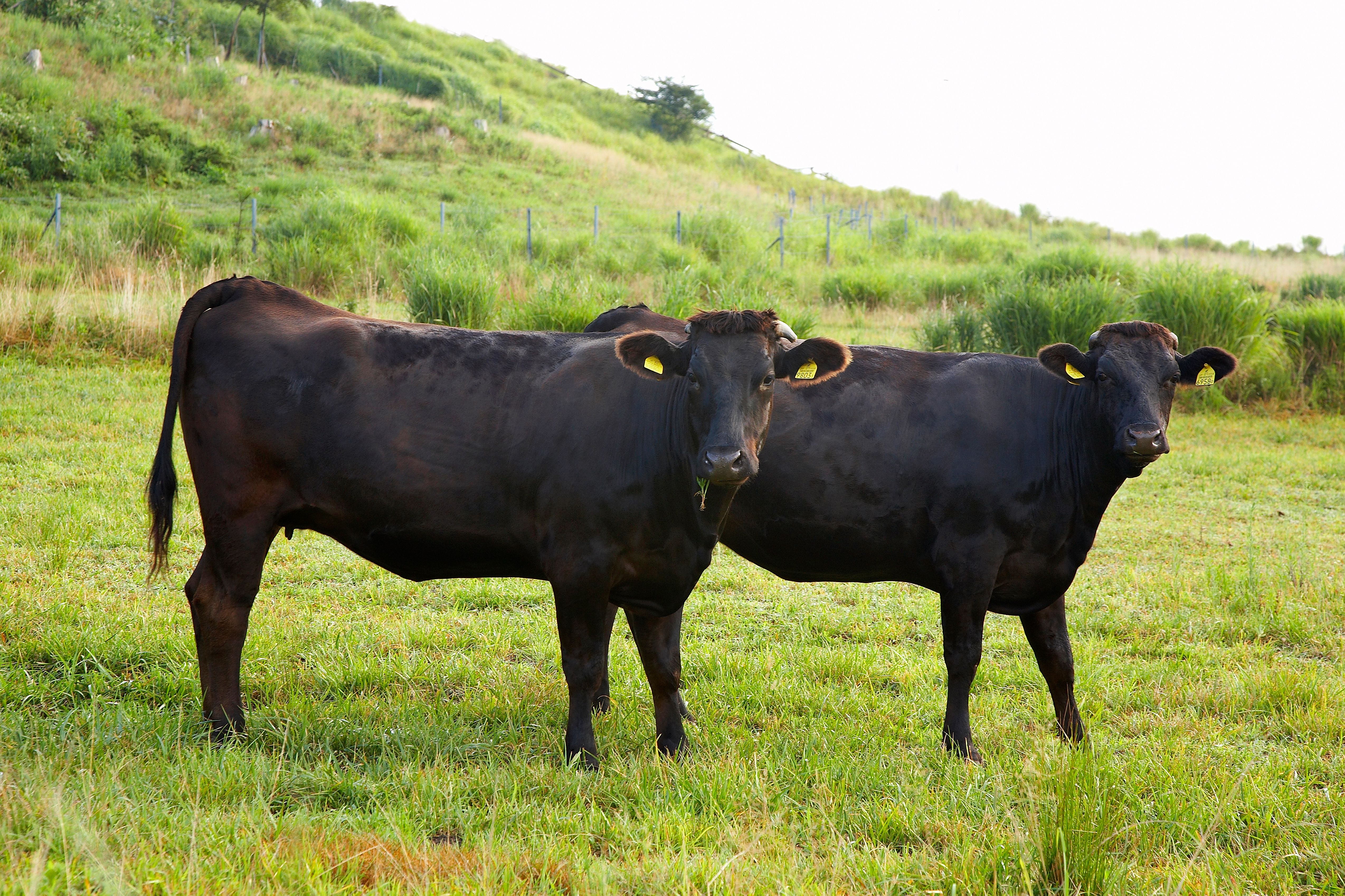 wagyu cattle
