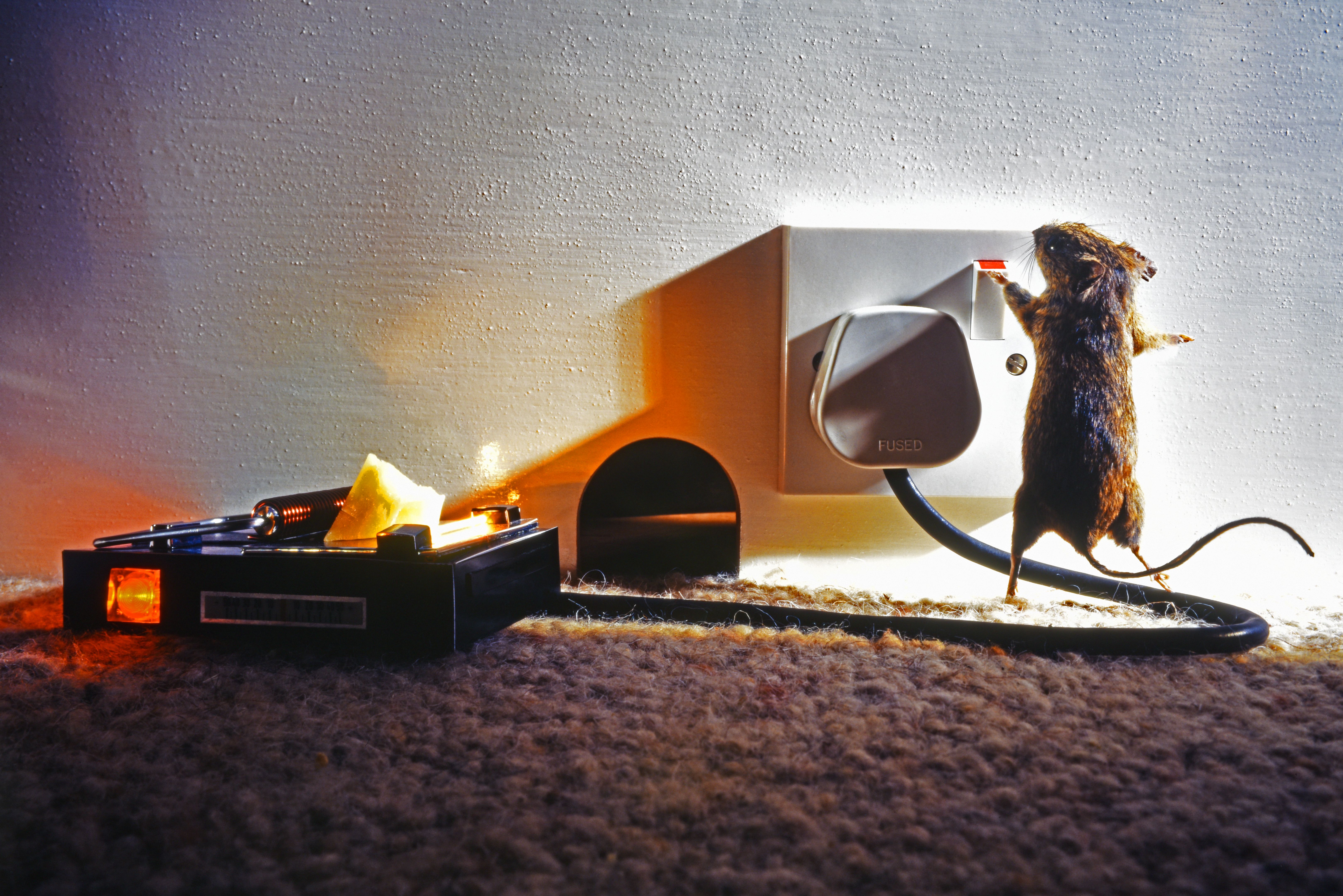 Mouse switching off an electric mousetrap.