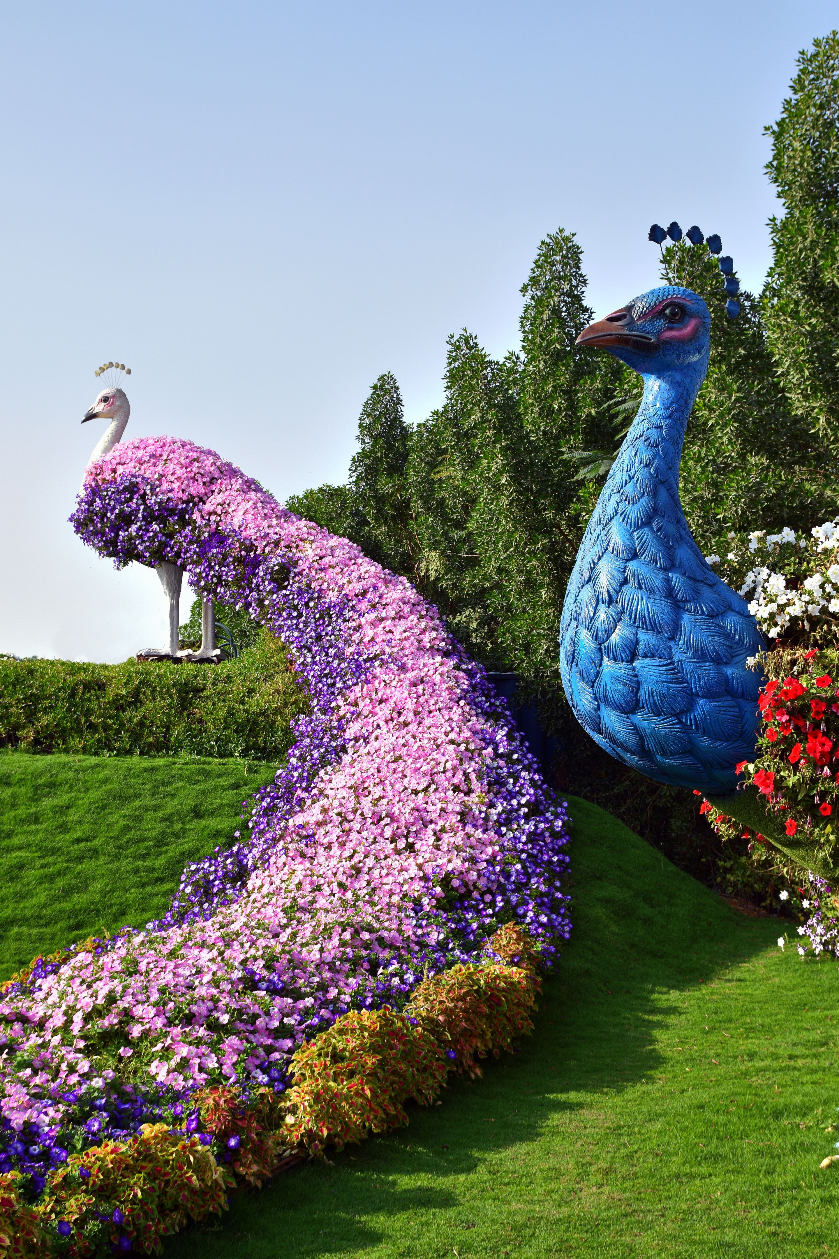 Peacock full of flower at the Dubai Miracle garden,Dubai