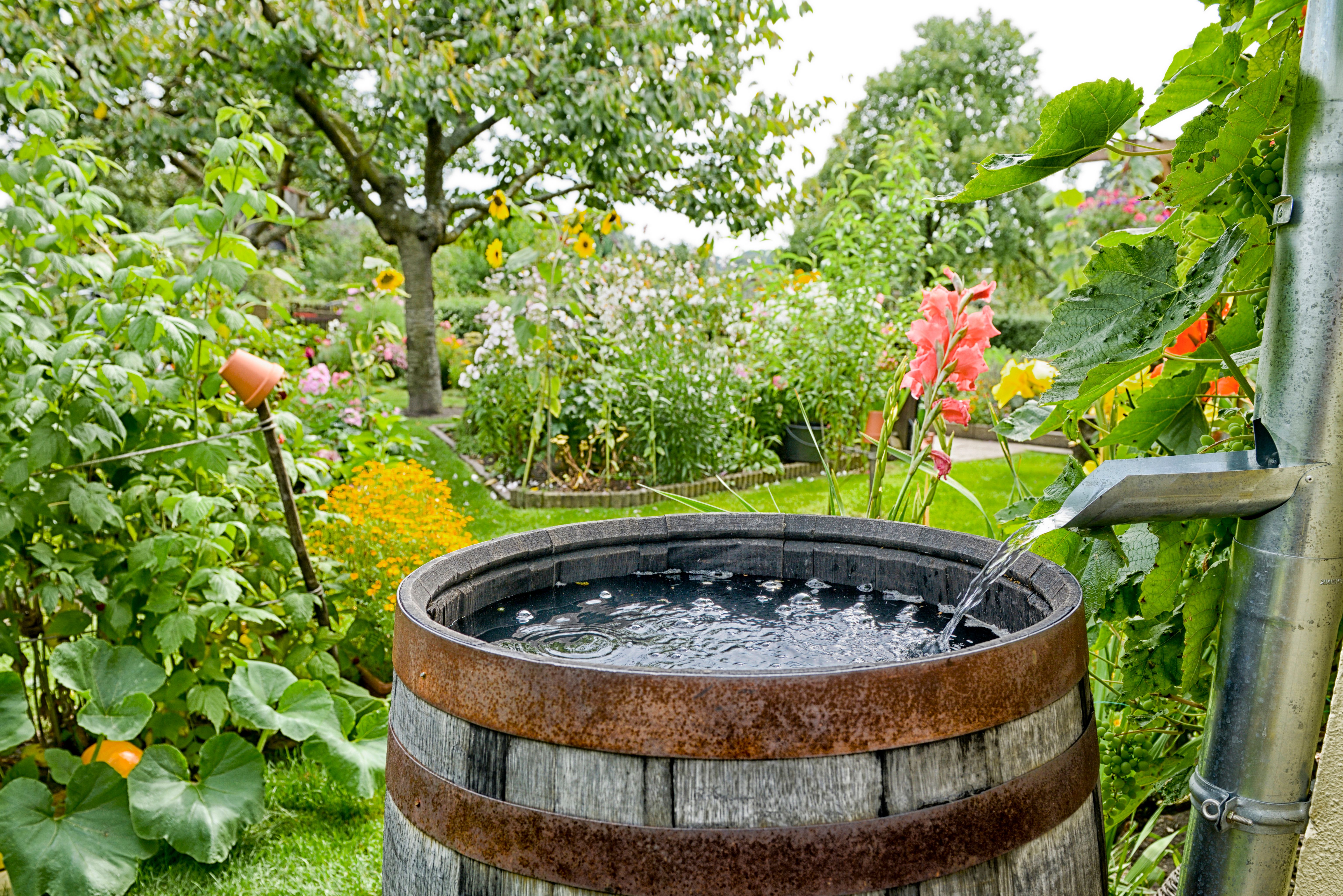 rain barrel garden