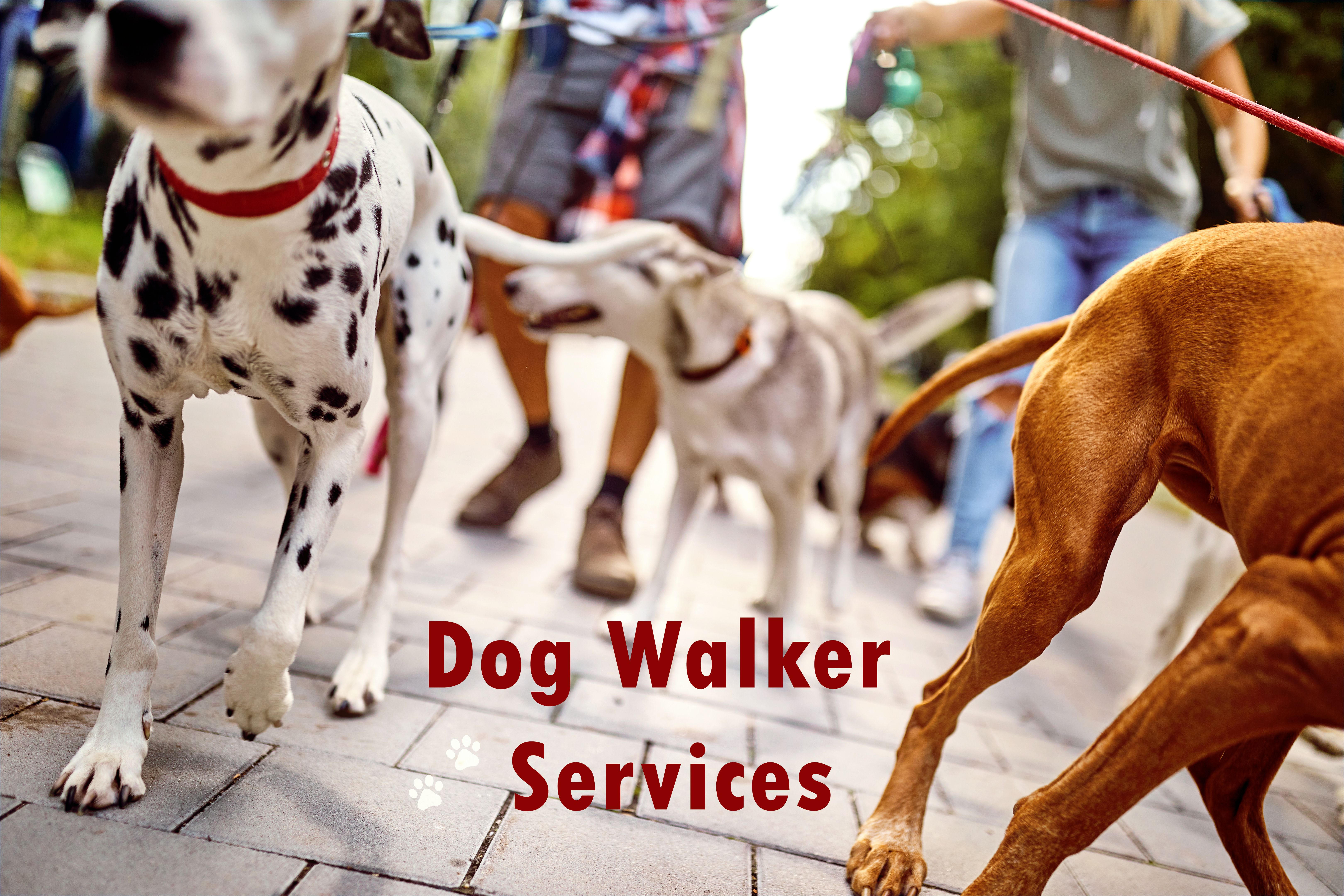 dog walker schedule