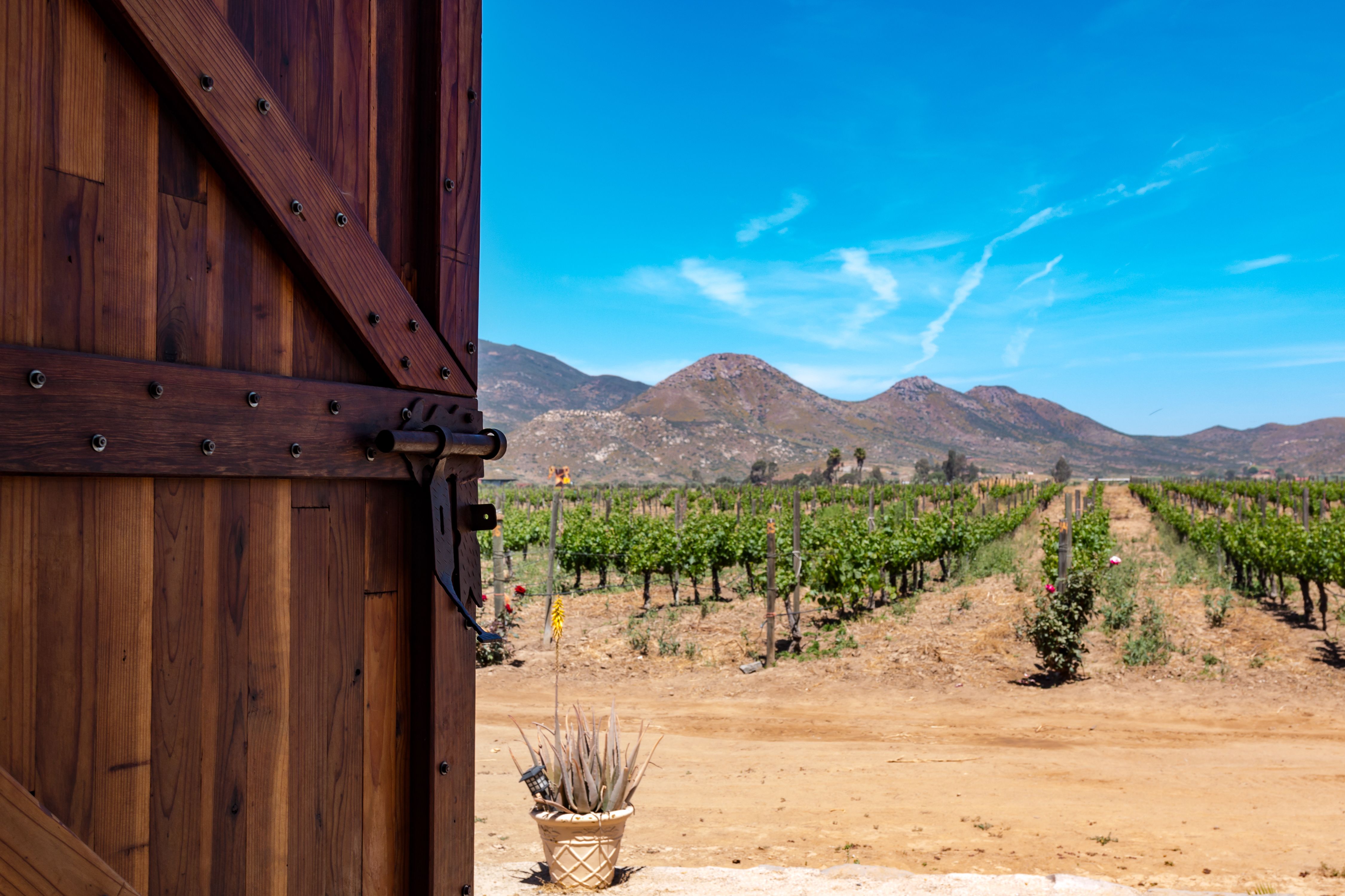 vineyard Baja California