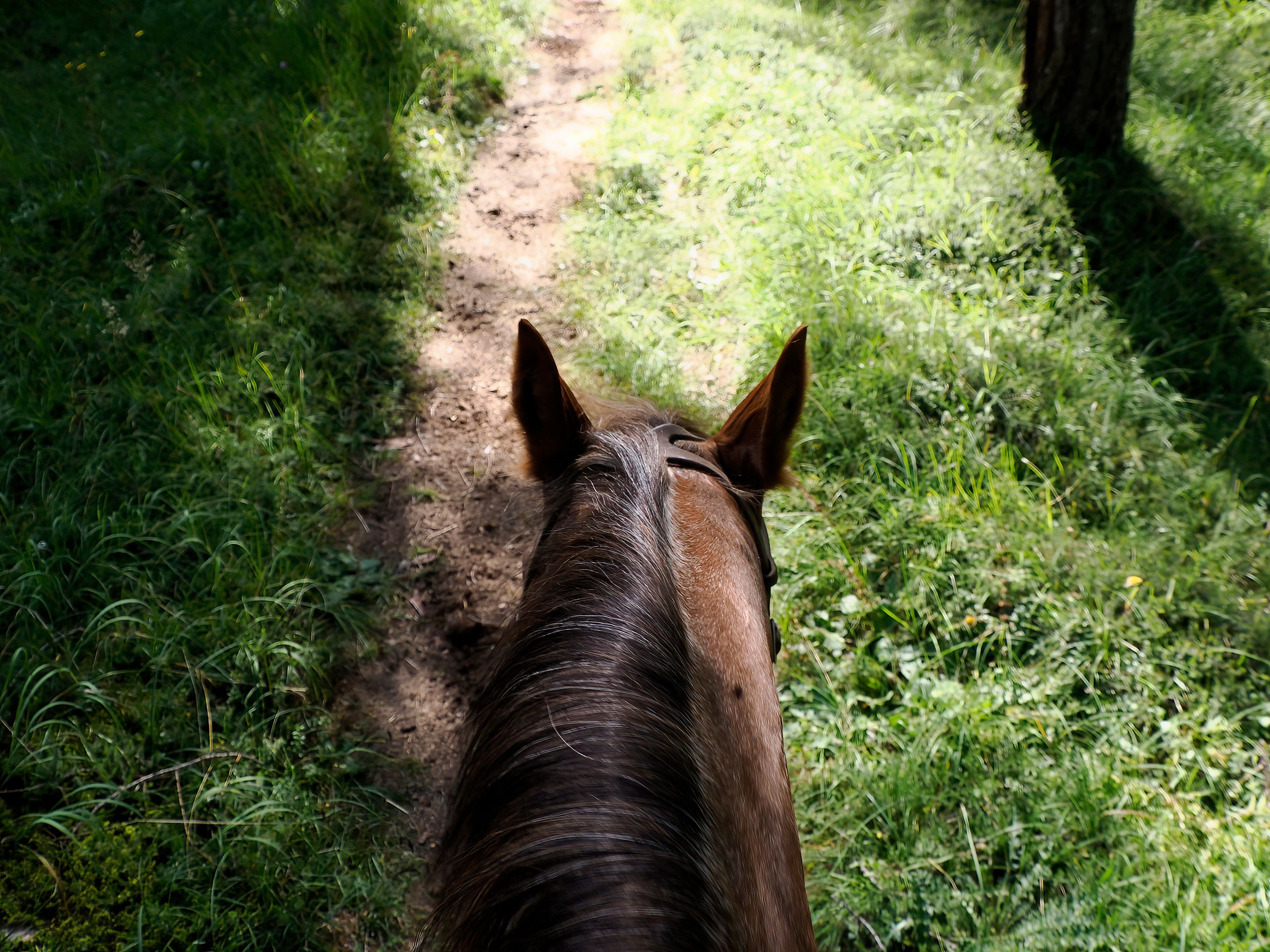 horseback riding trail