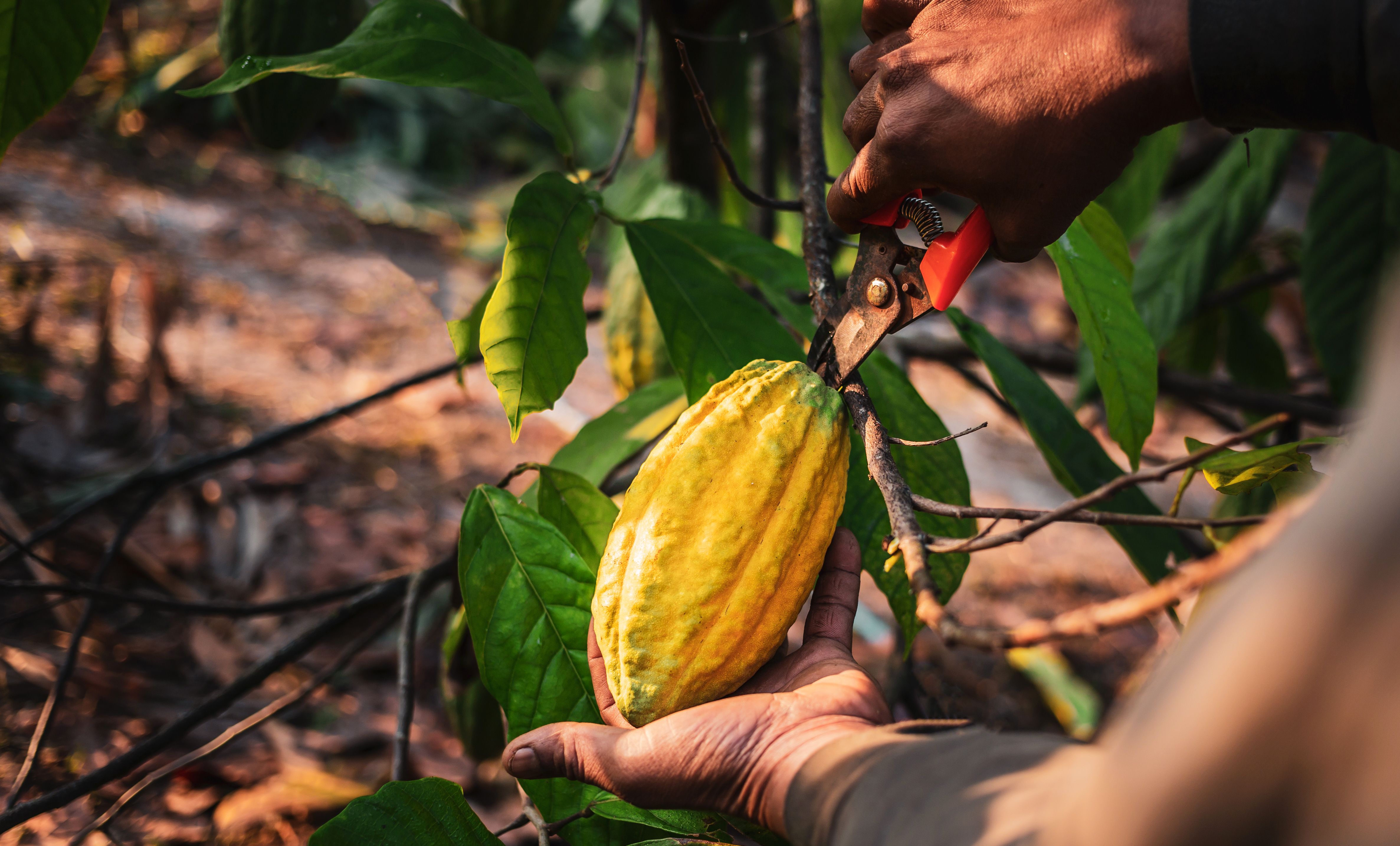 cocoa farming