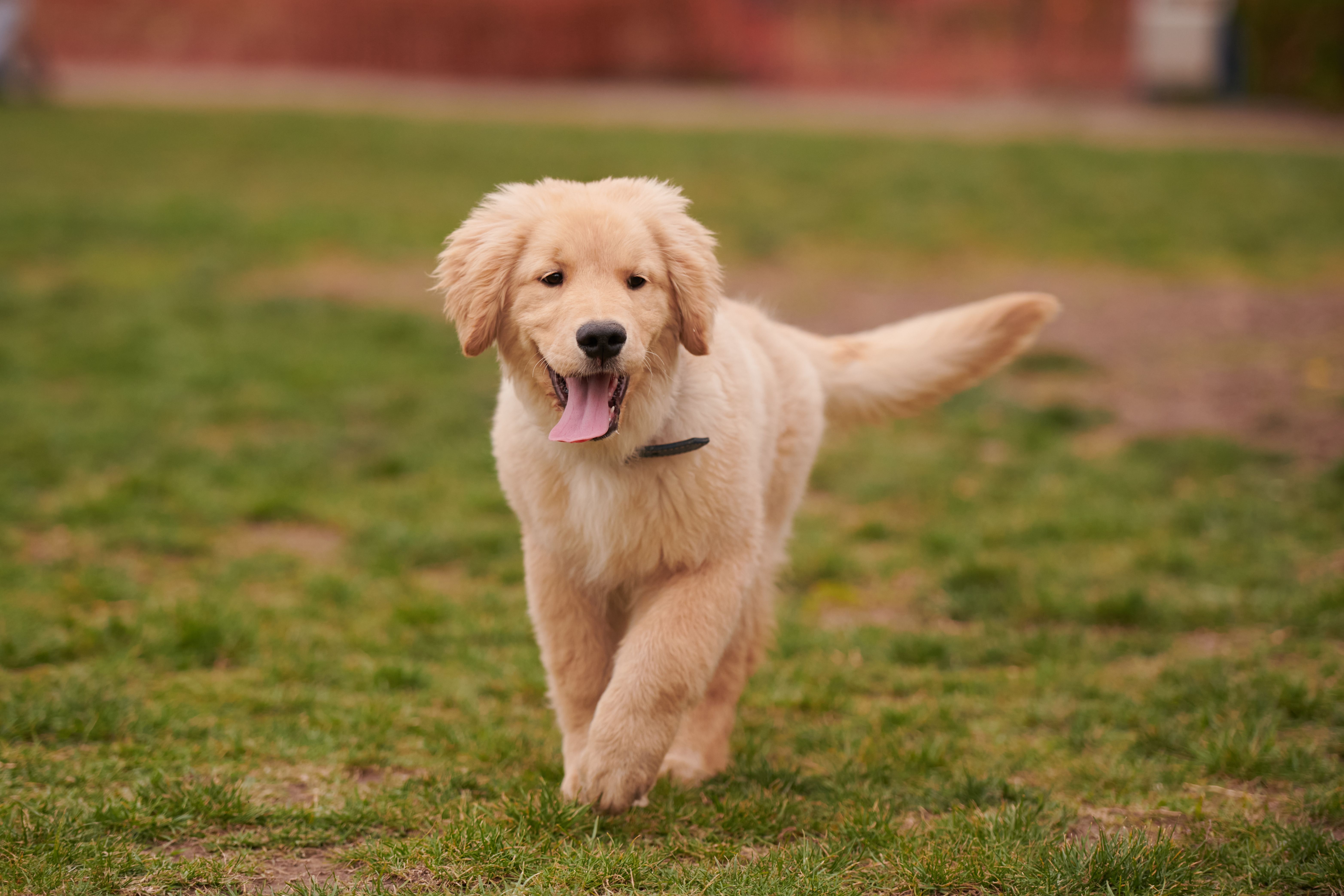 golden retriever puppy