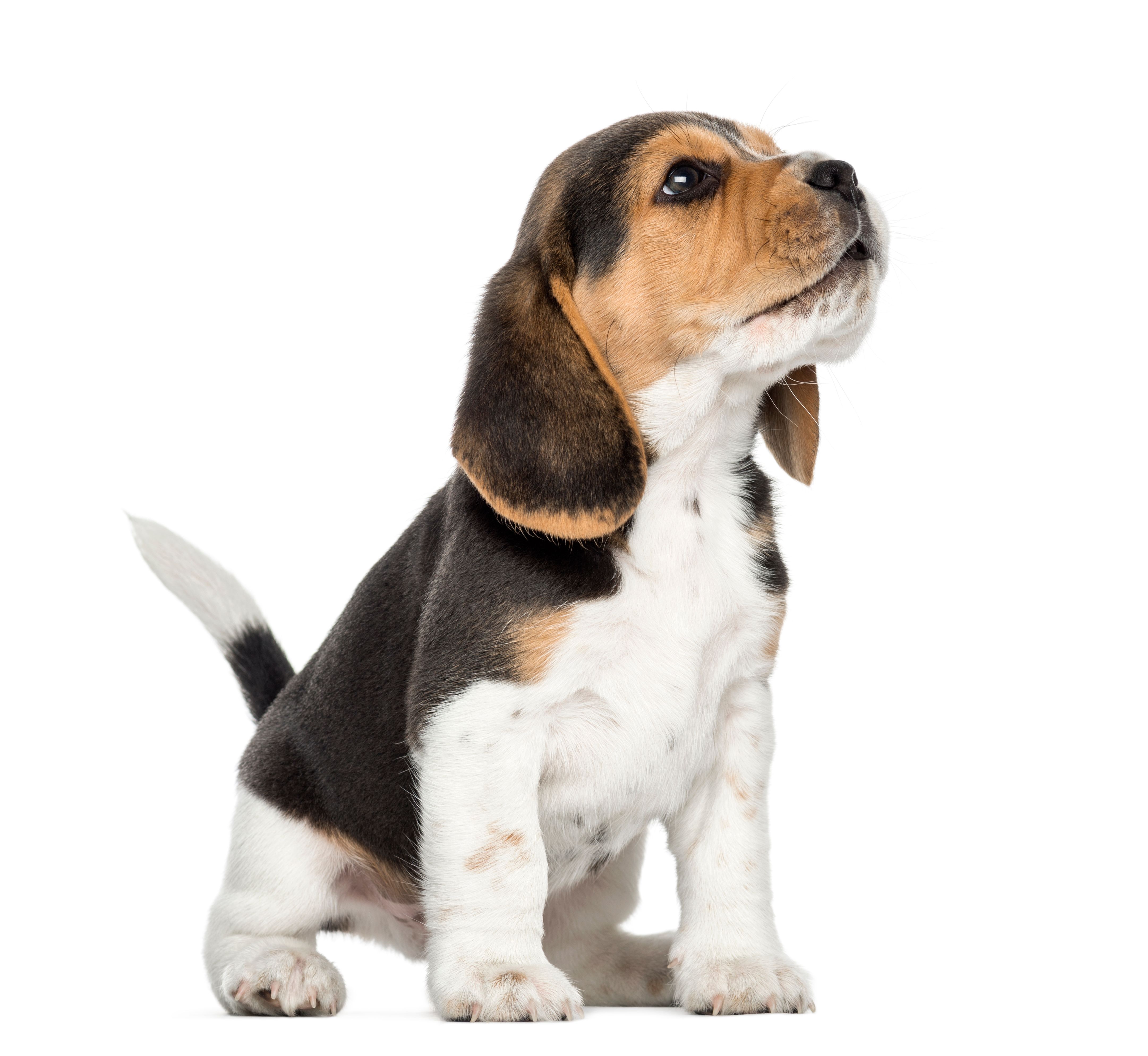 beagle puppy