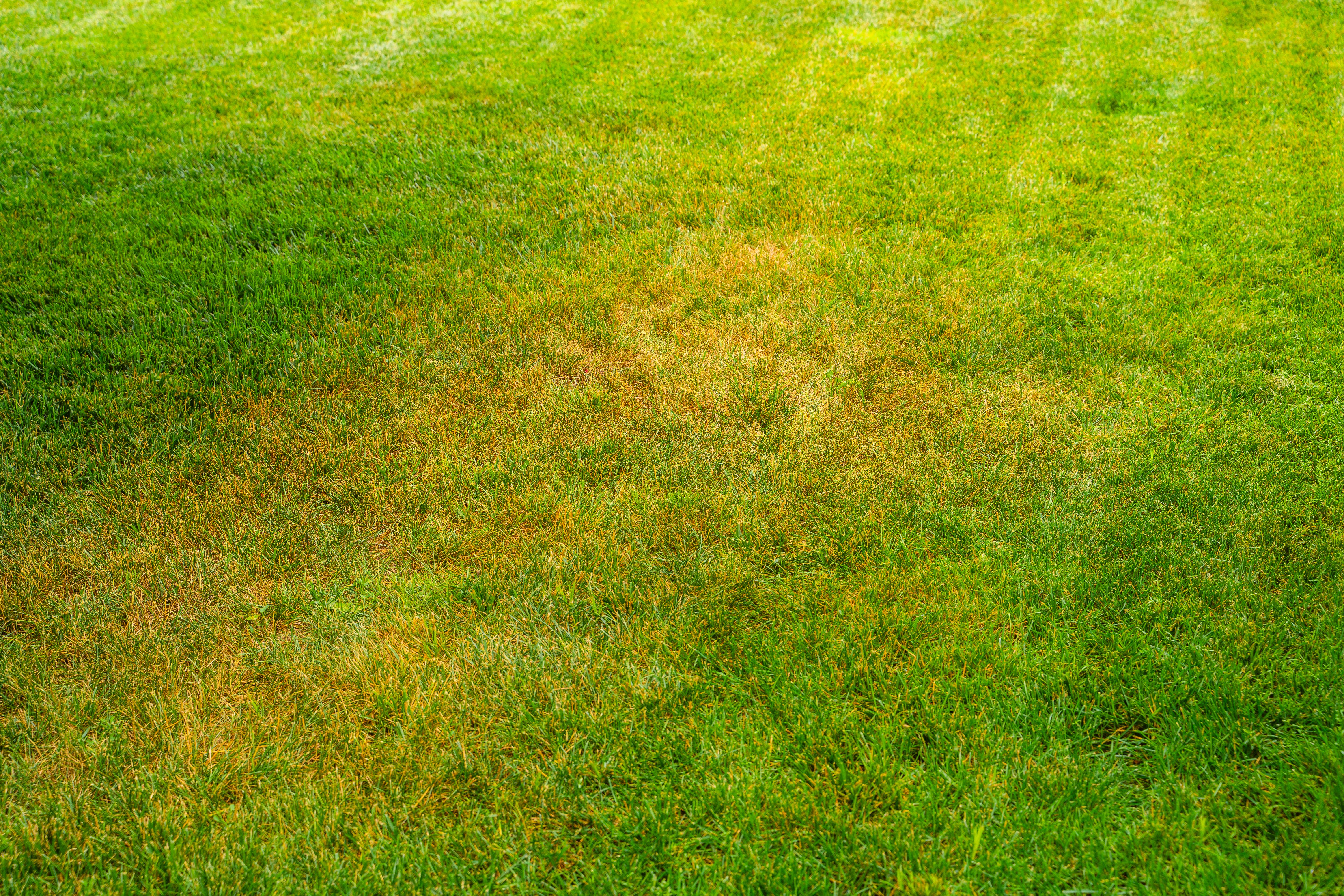 green lawn