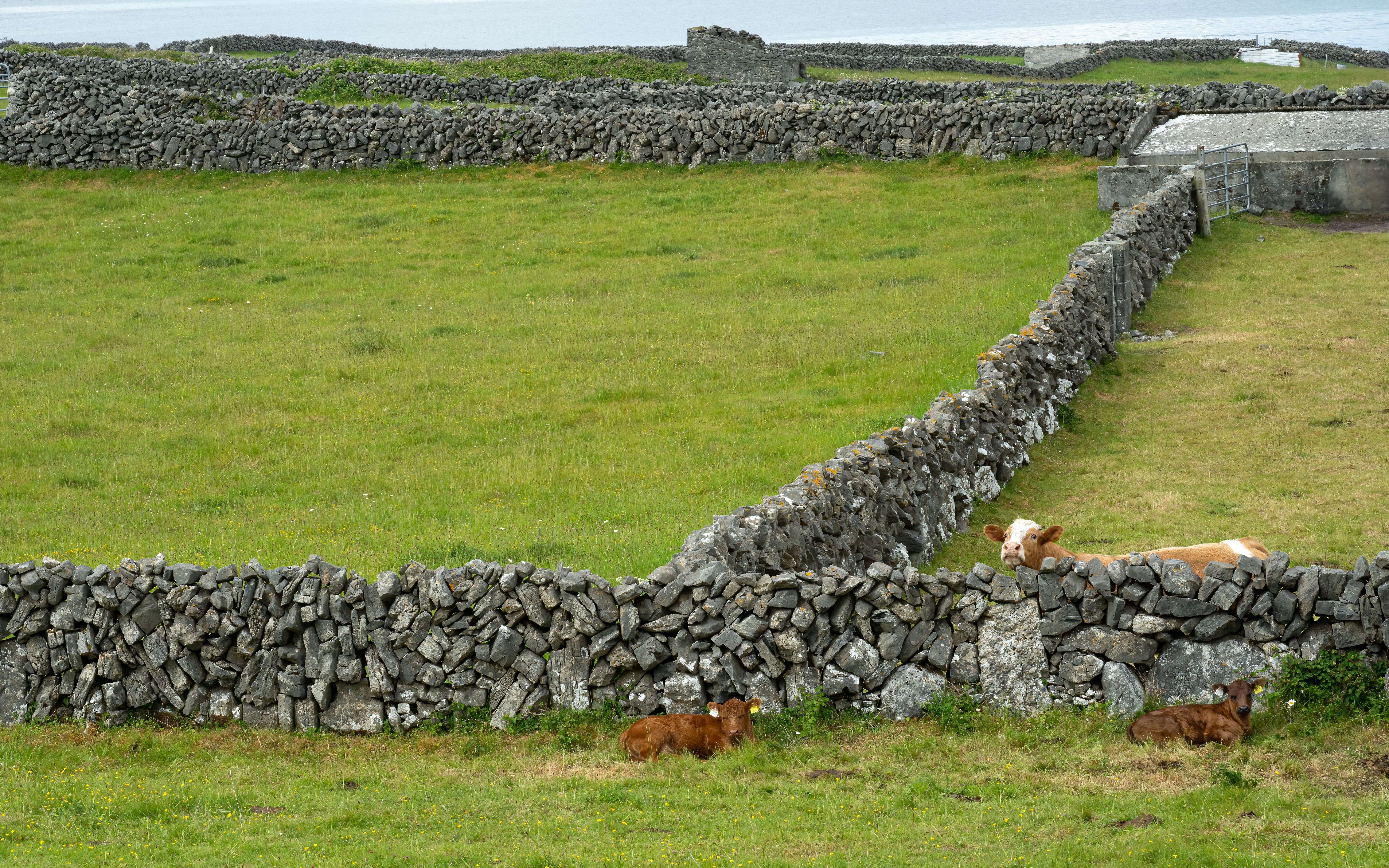 Stone wall patterns and cows on Inishmore, Aran Islands, Ireland