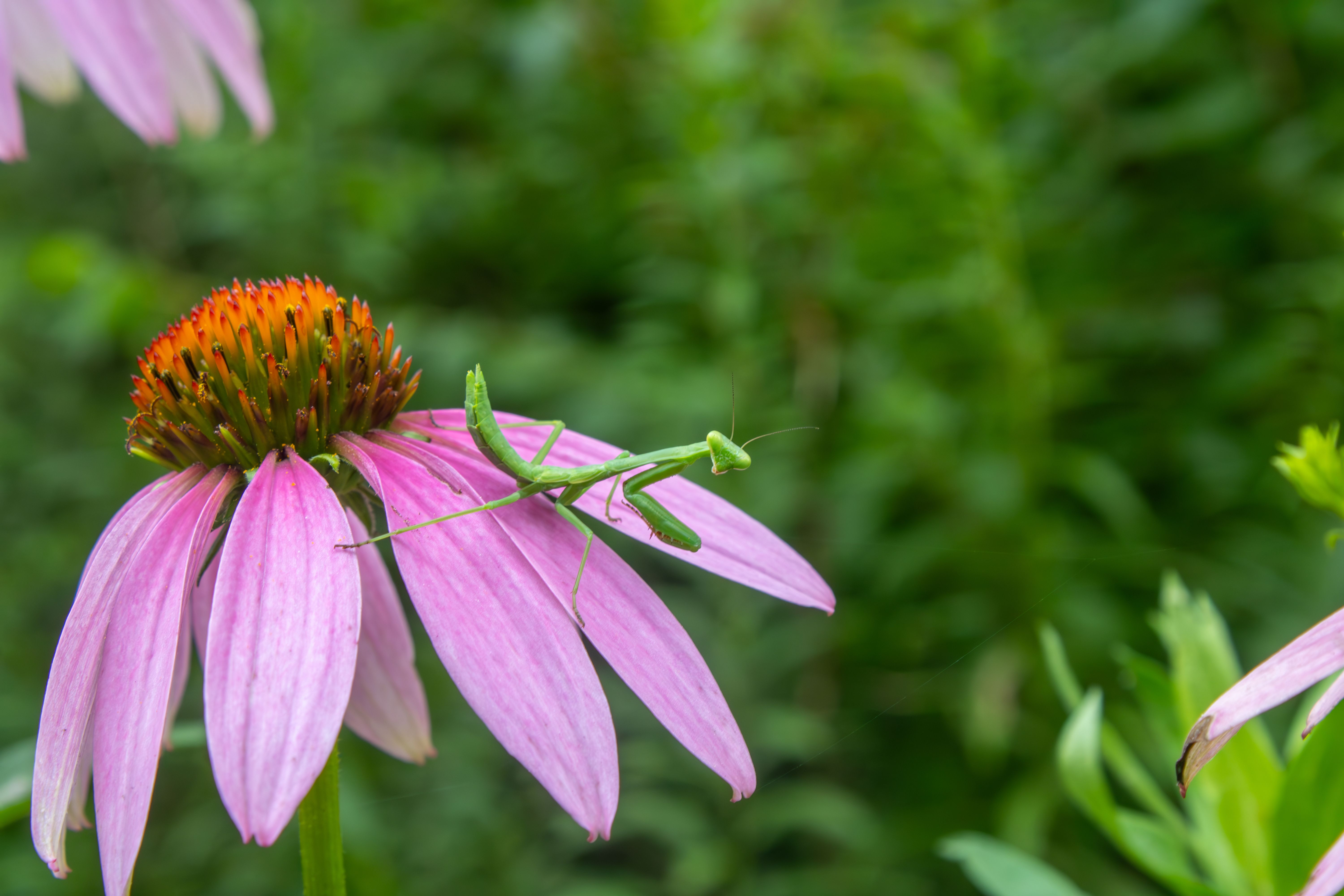 Praying Mantis on a Flower