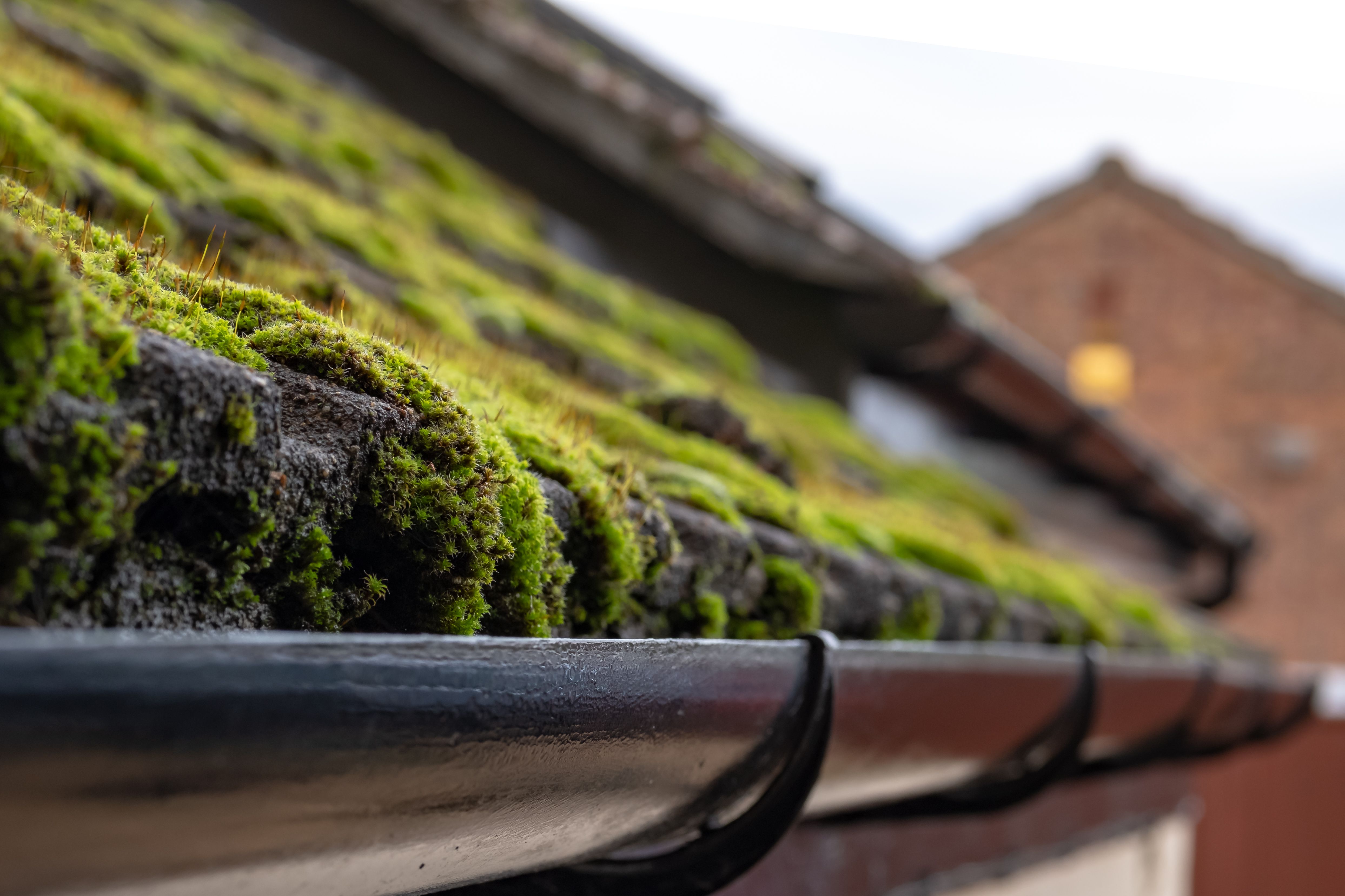 moss on roof