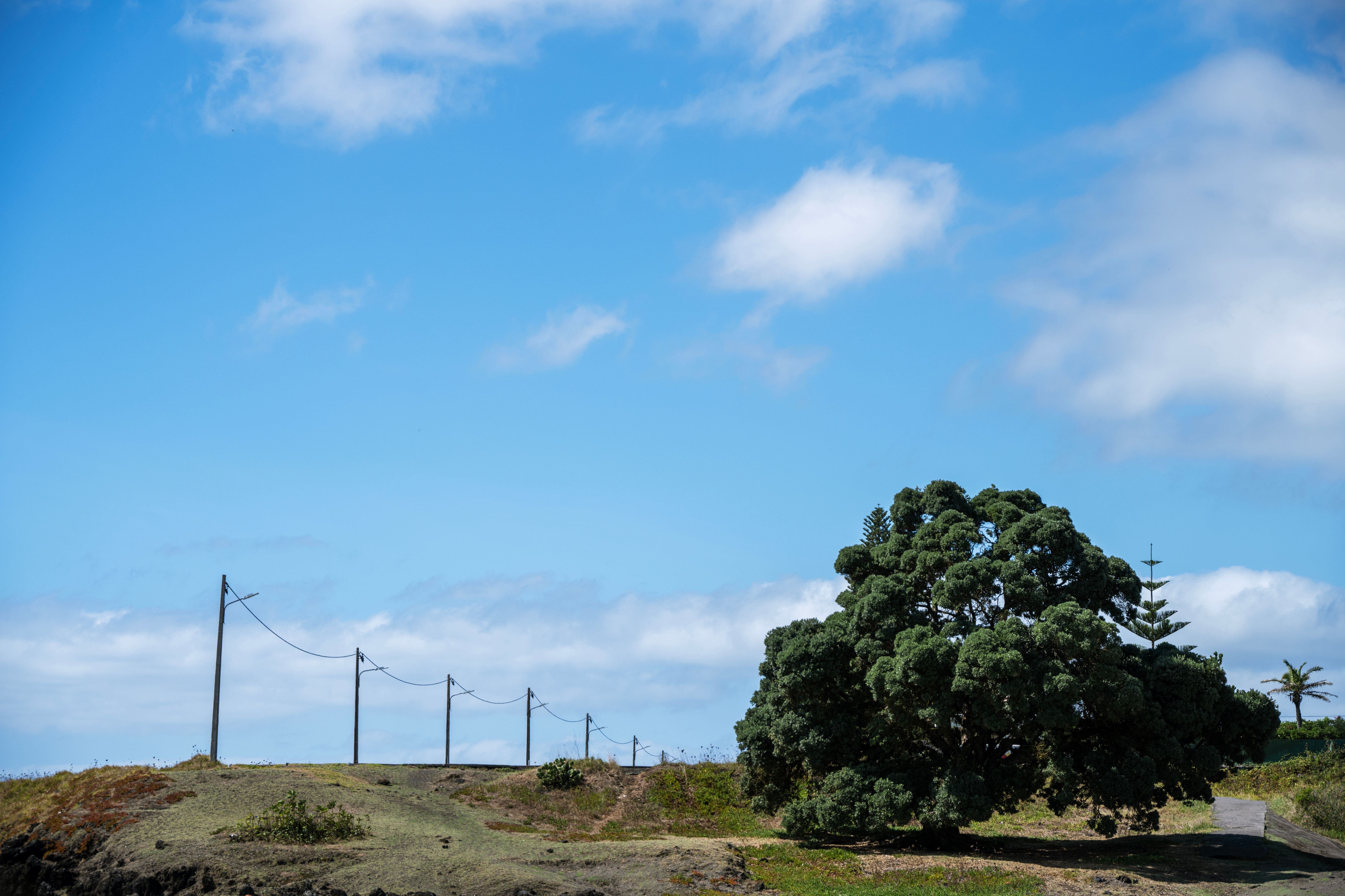 tree near power lines