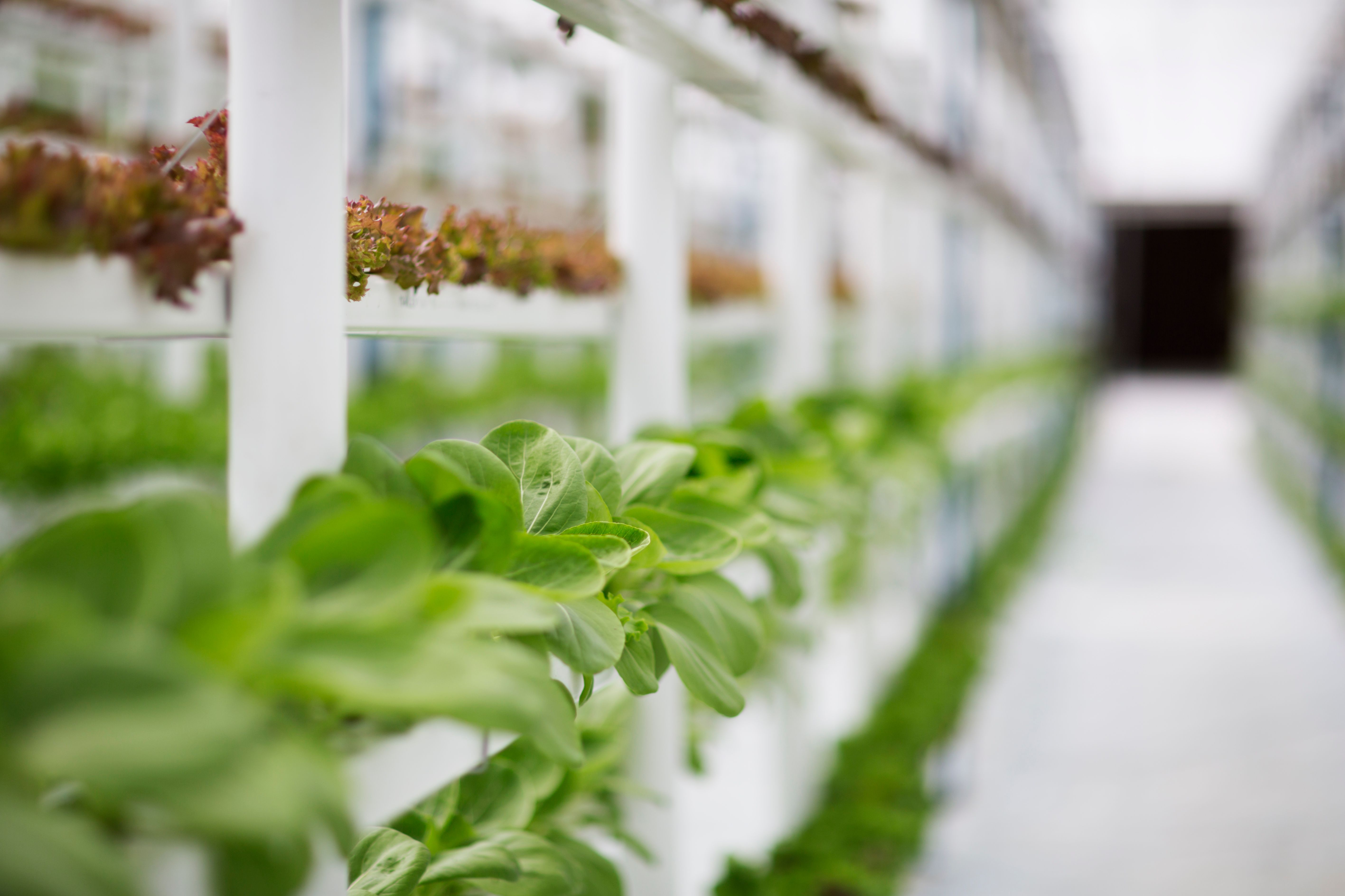 sustainable food production