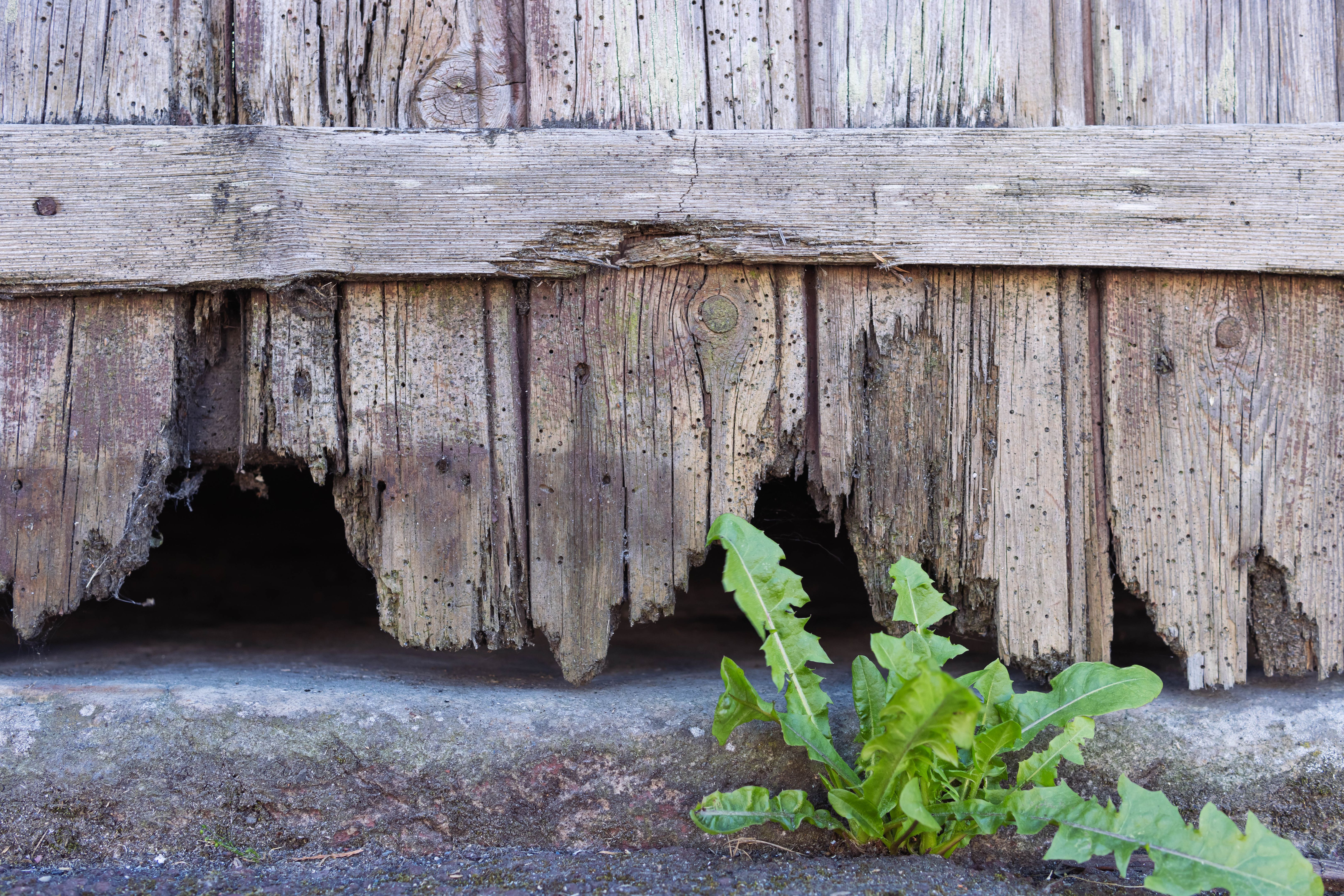 the old wooden fence is all rotten. The bottom of the fence is a close-up