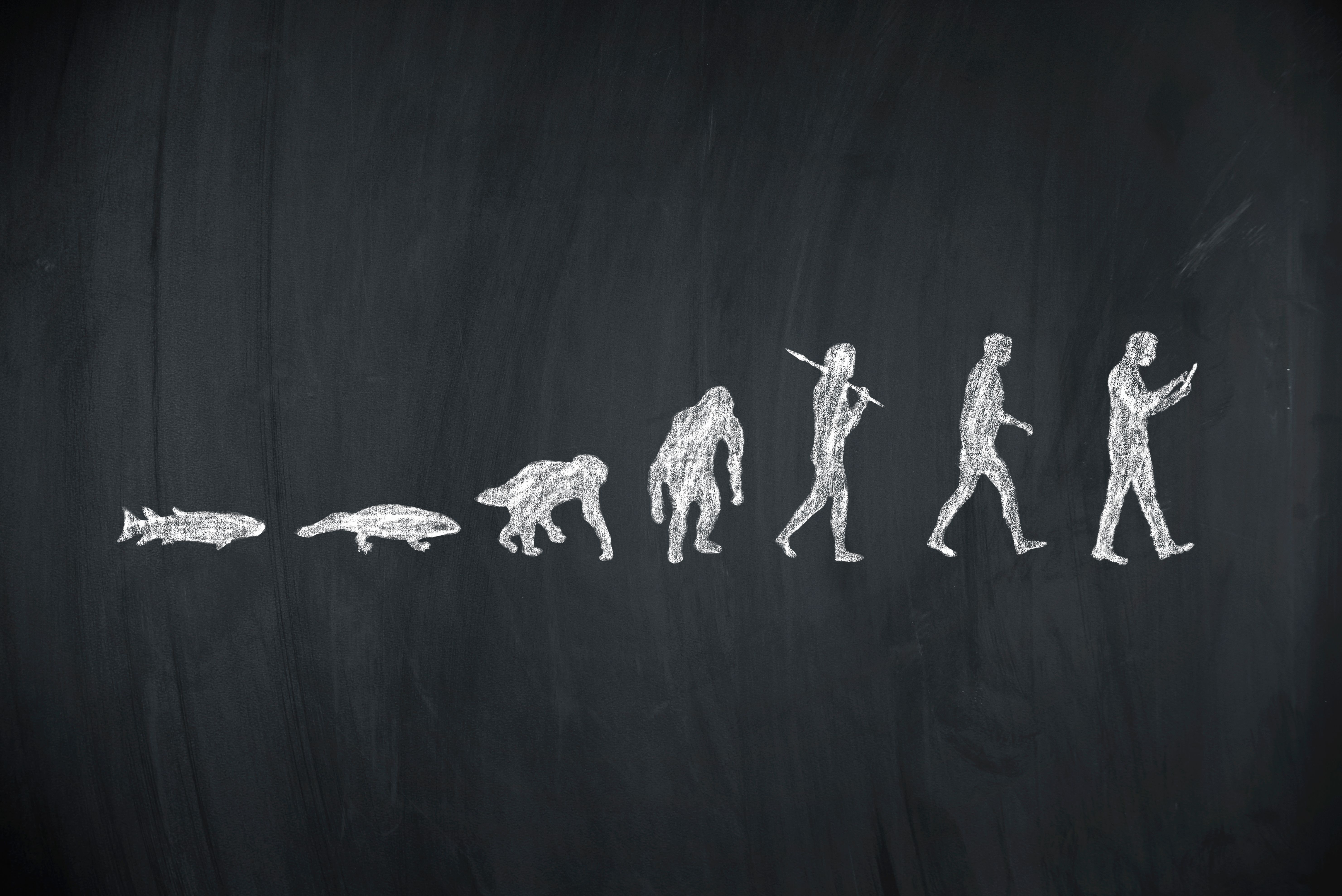 evolution of human evolution of human
