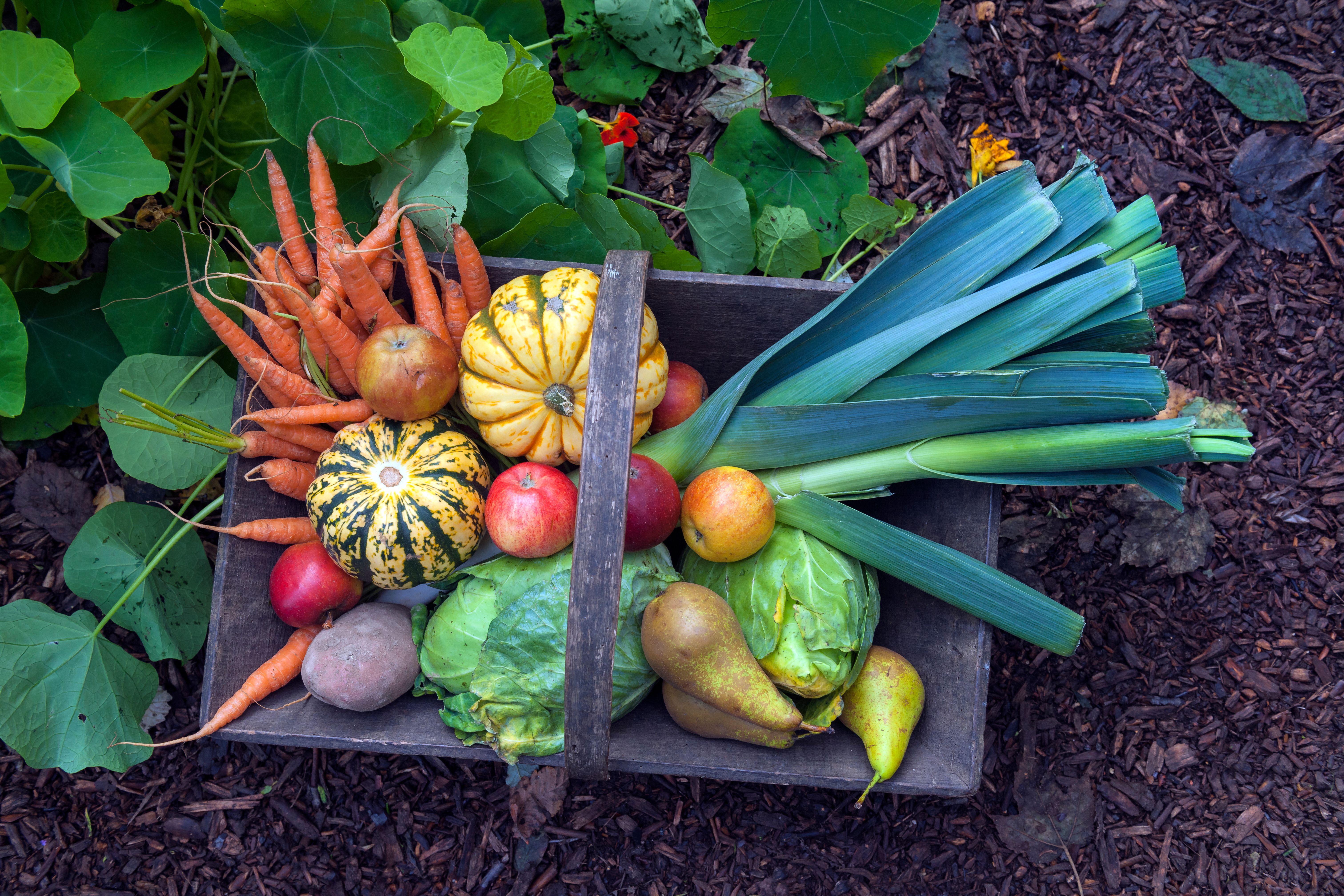autumn garden harvesting