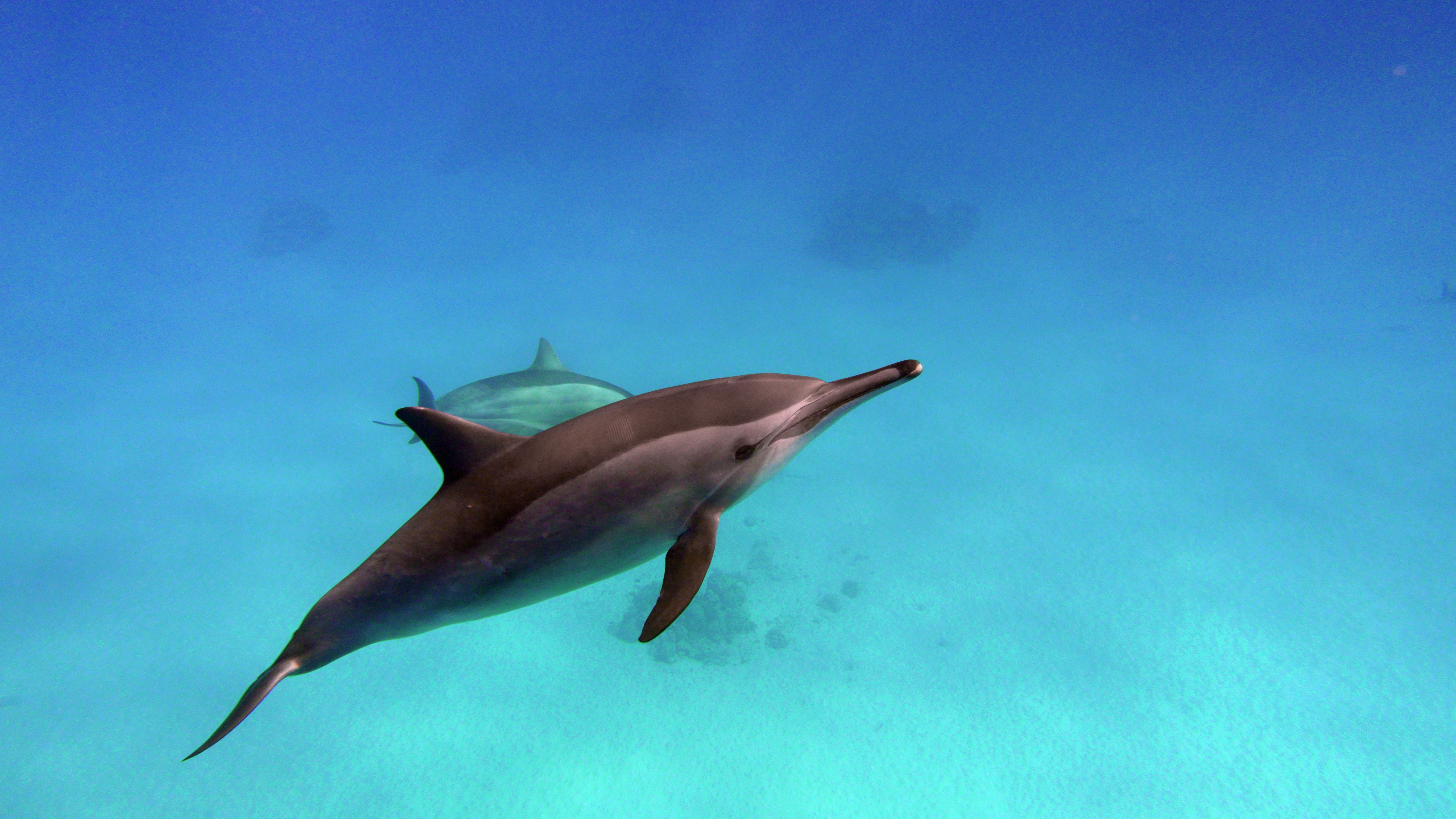 spinner dolphins