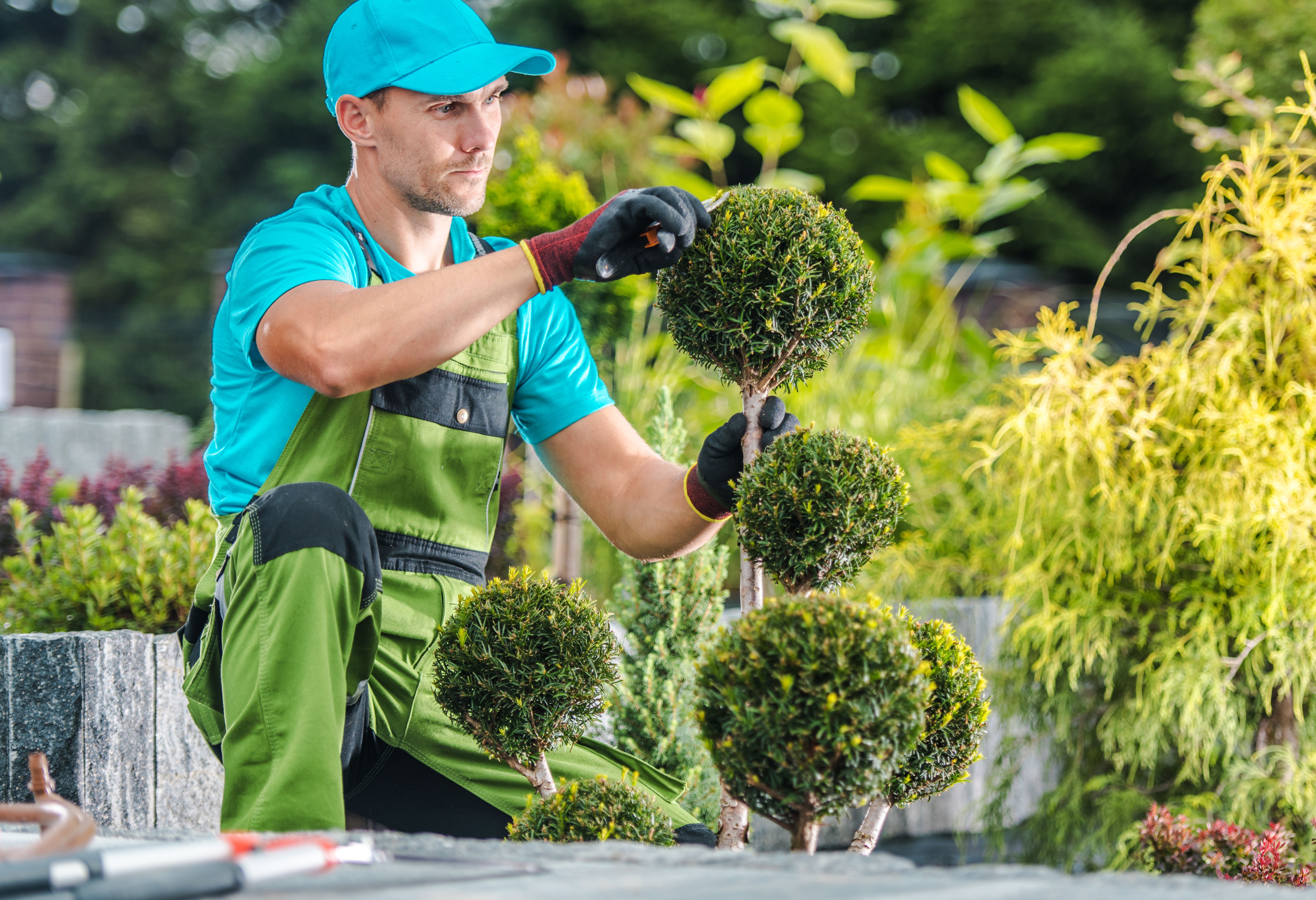 landscaping techniques