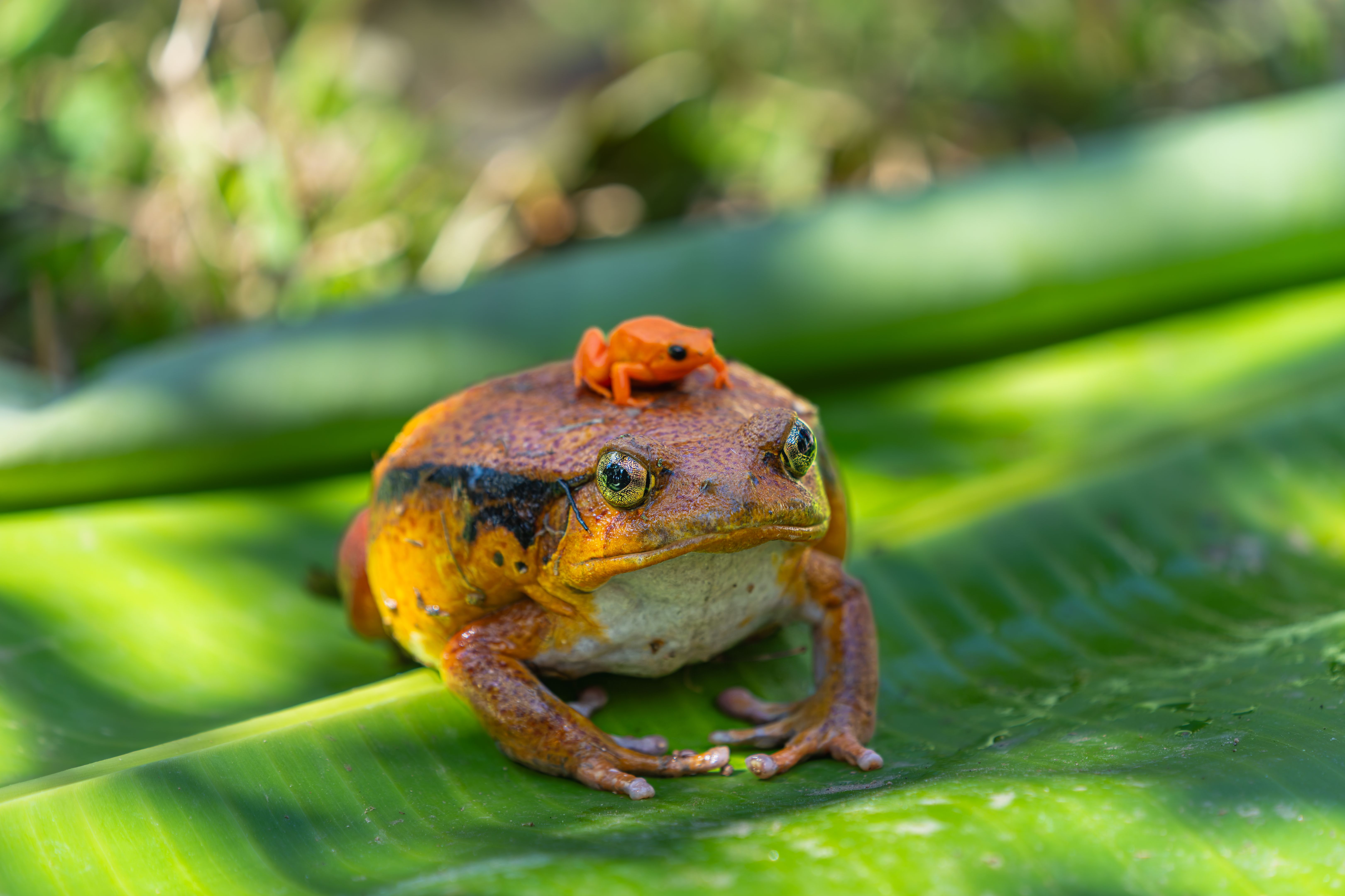 frog Madagascar