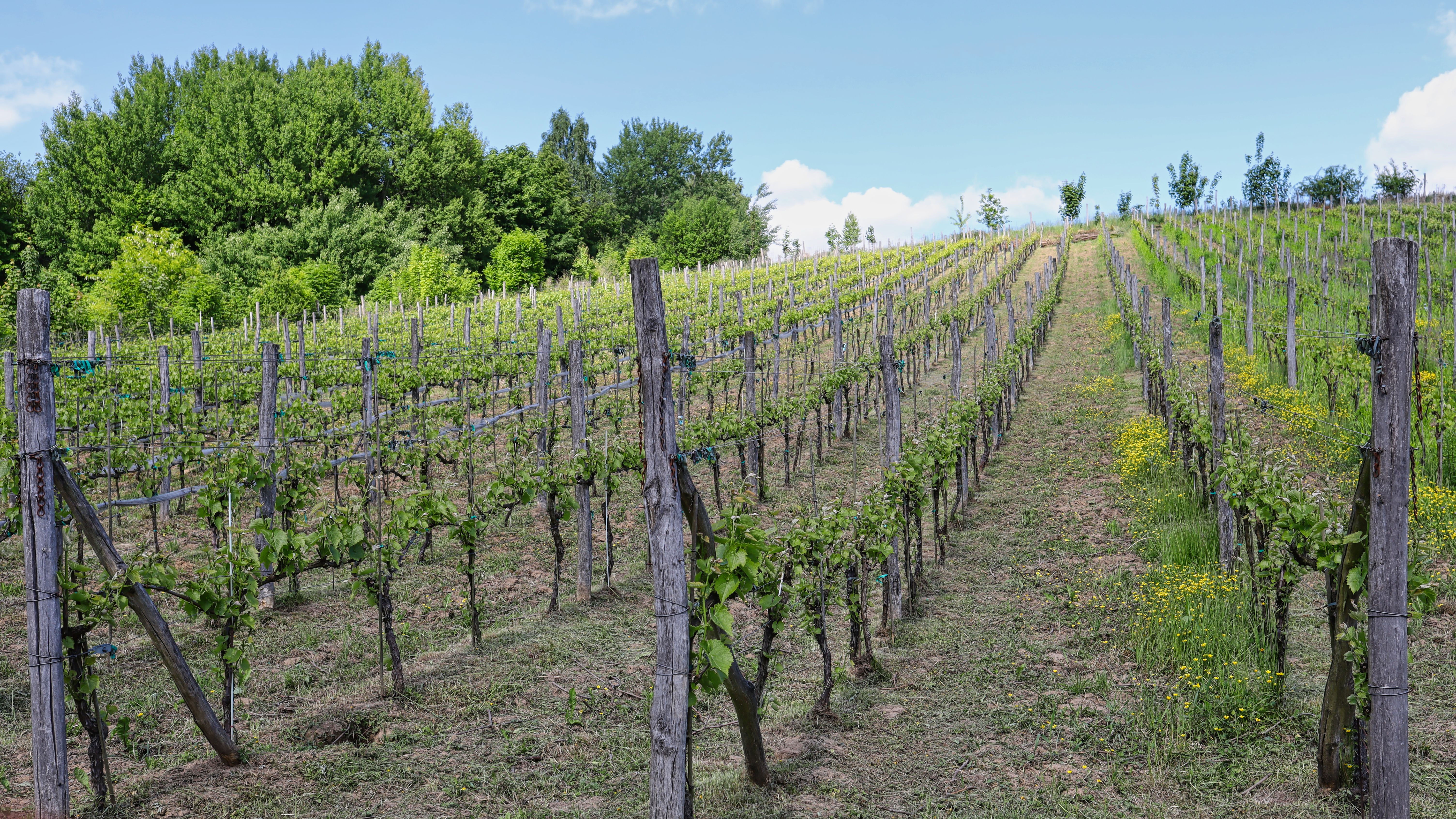croatian wine vineyard