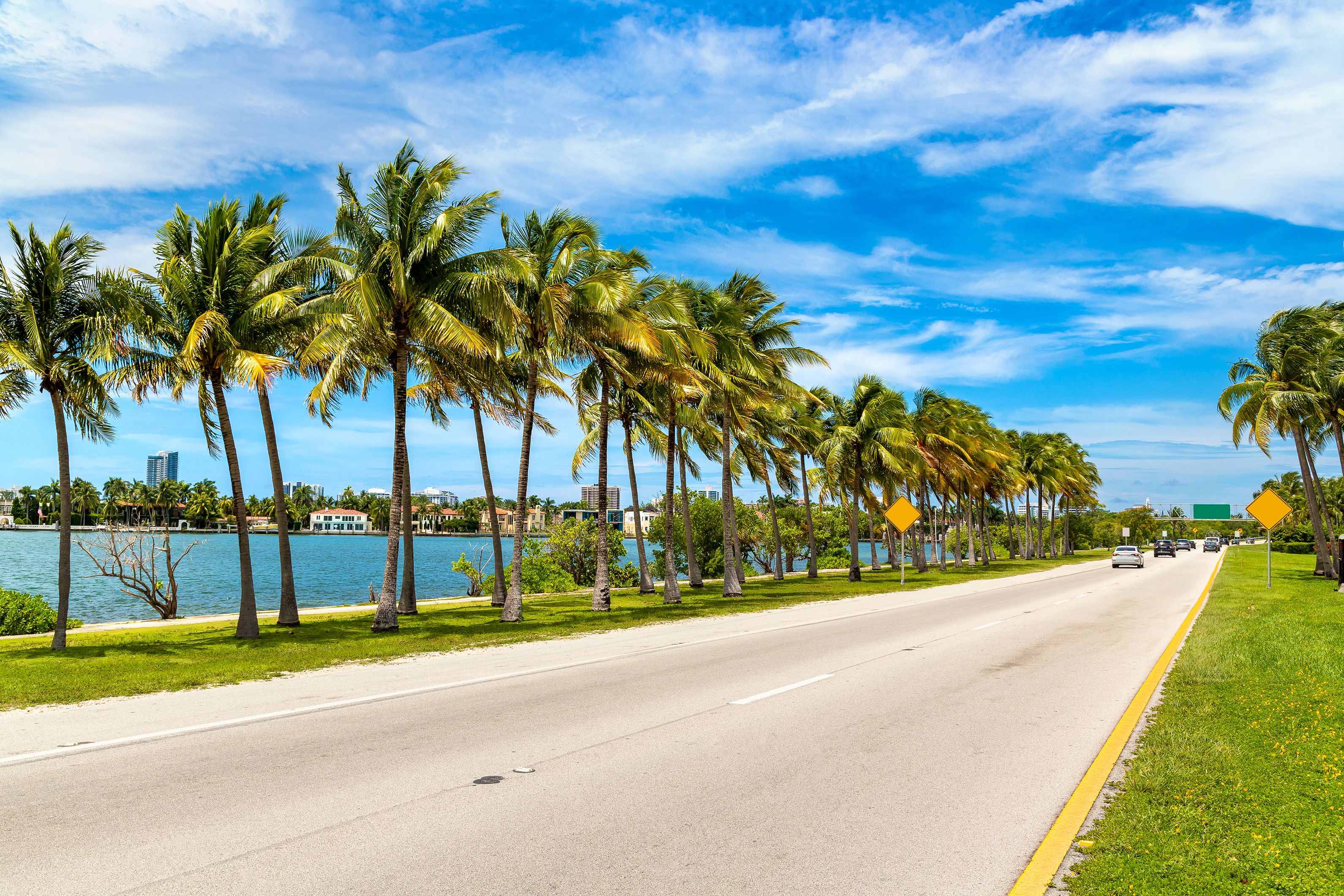 Palm trees in Miami Beach