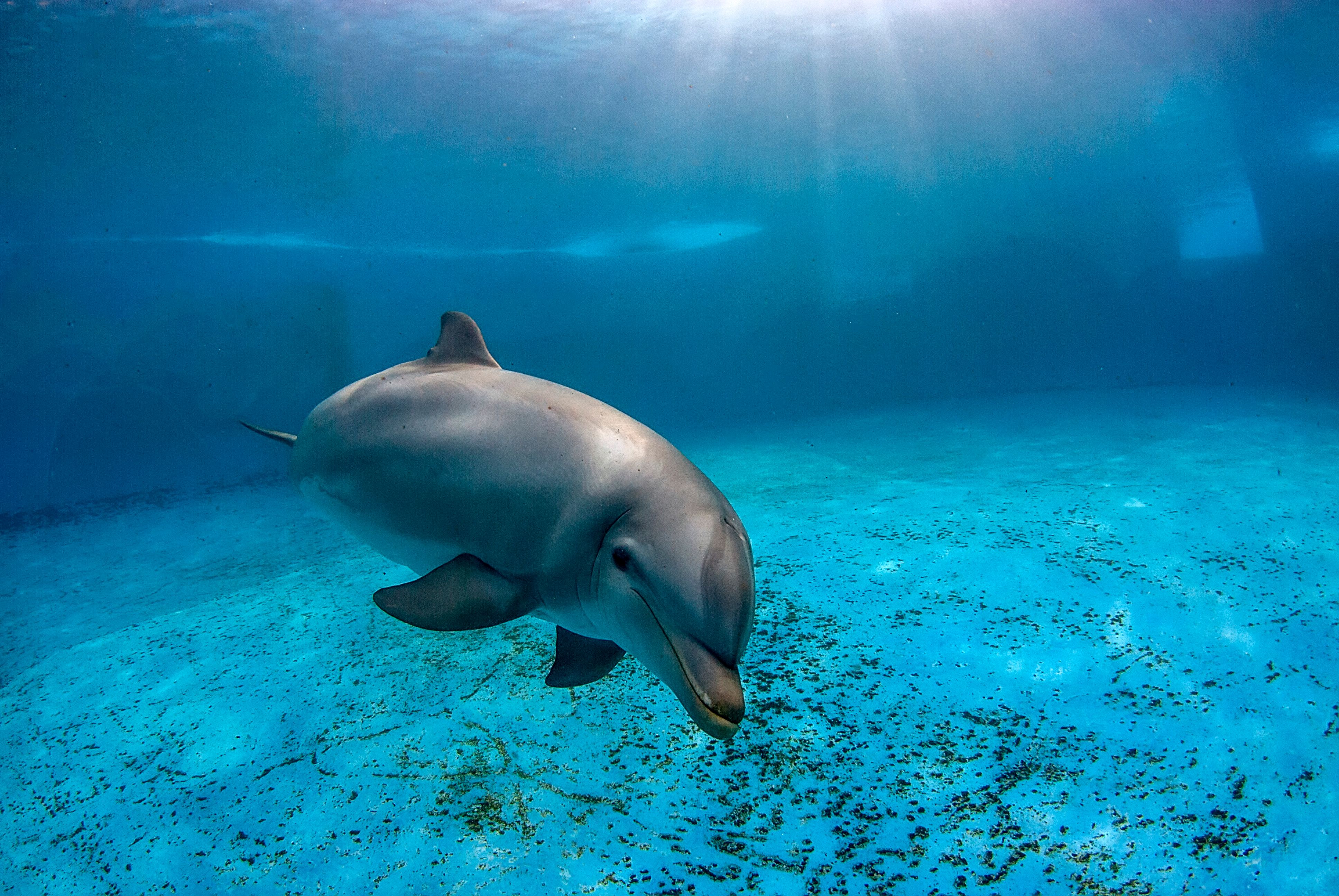 captive dolphins