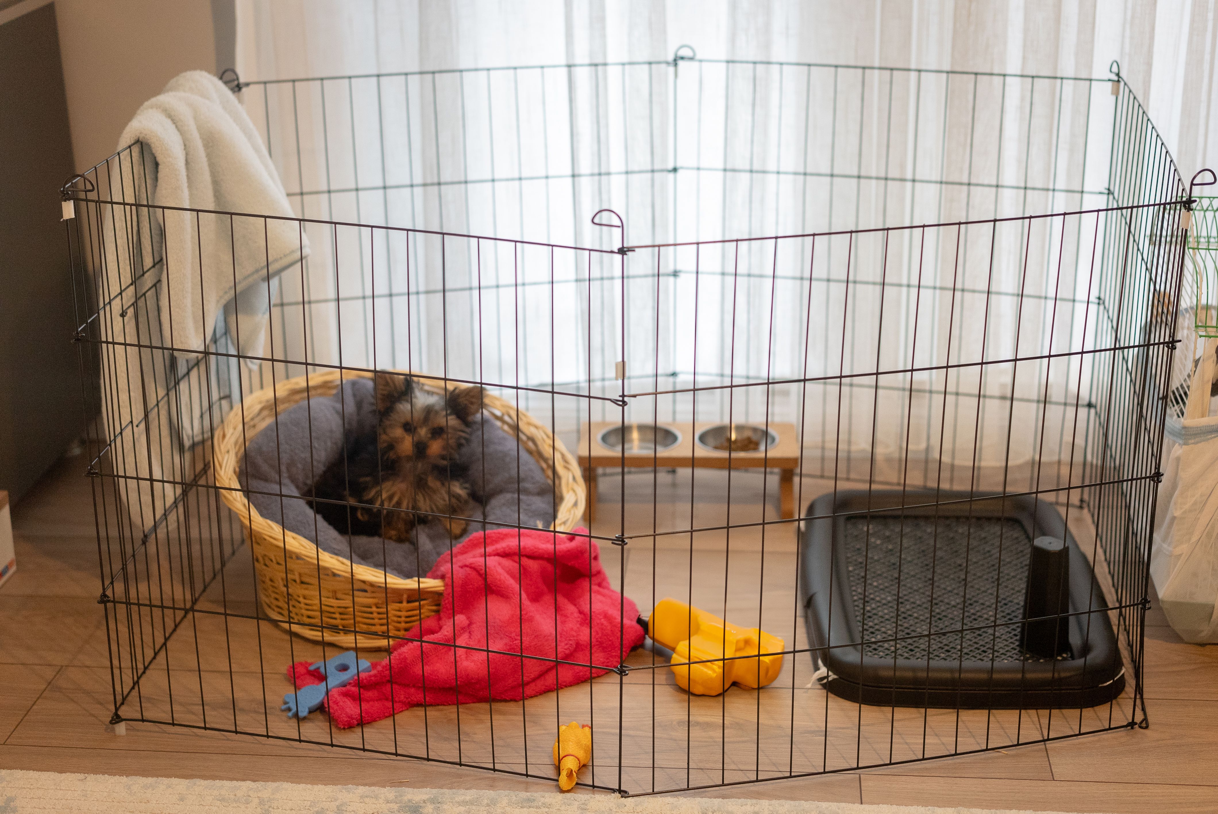 Yorkshire Terrier puppy inside a large cage play pen.