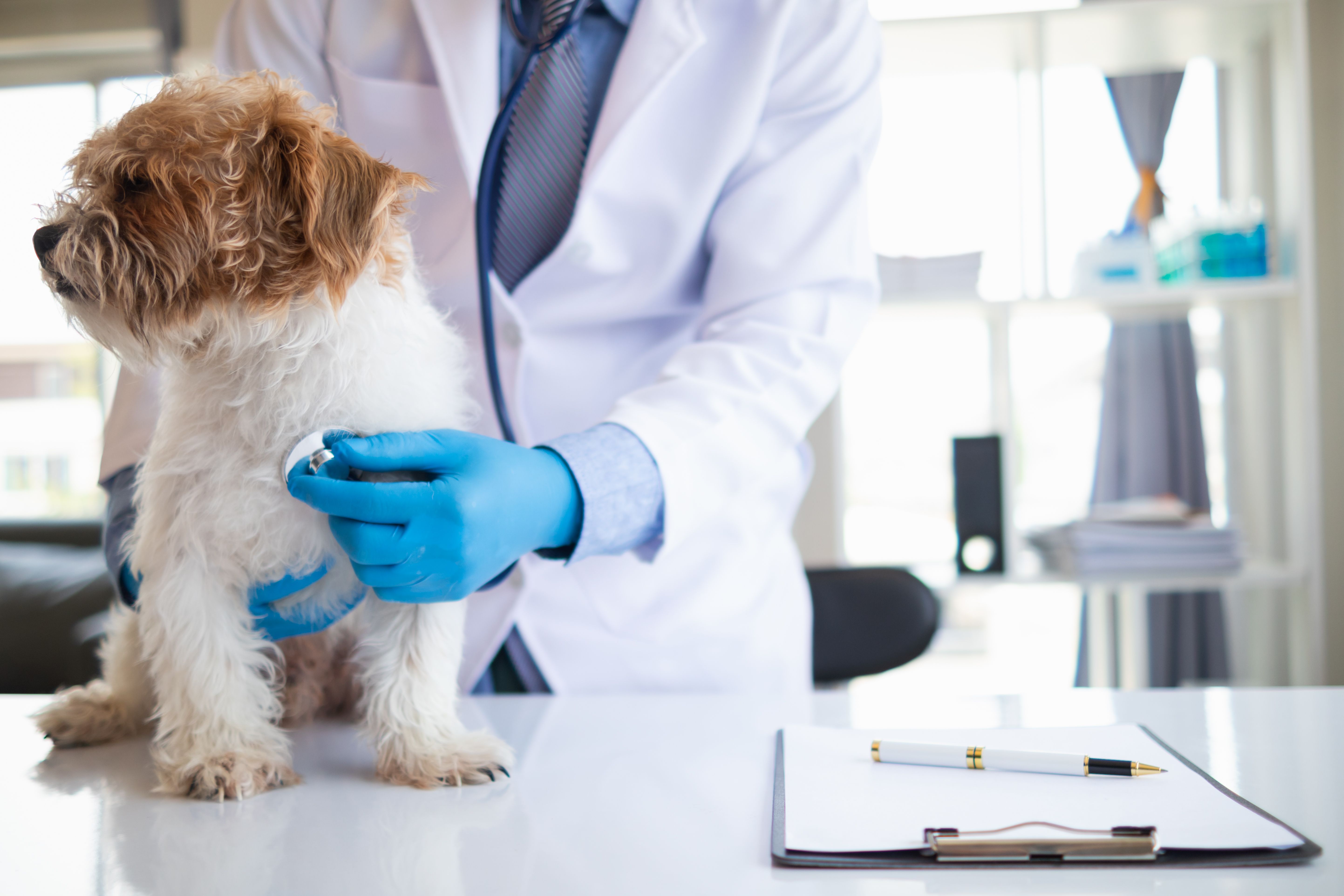 dog health check