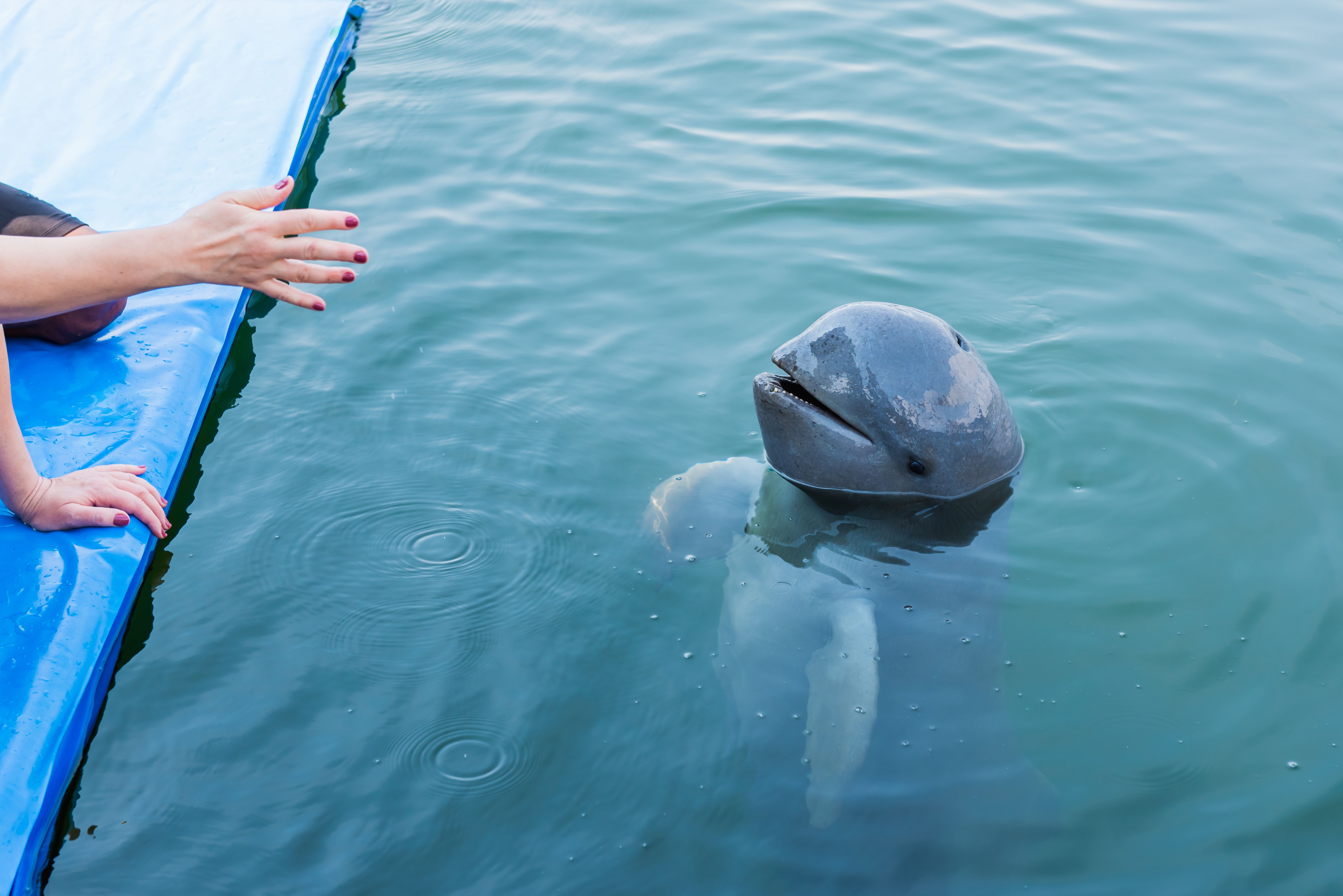 tourist dolphin interaction