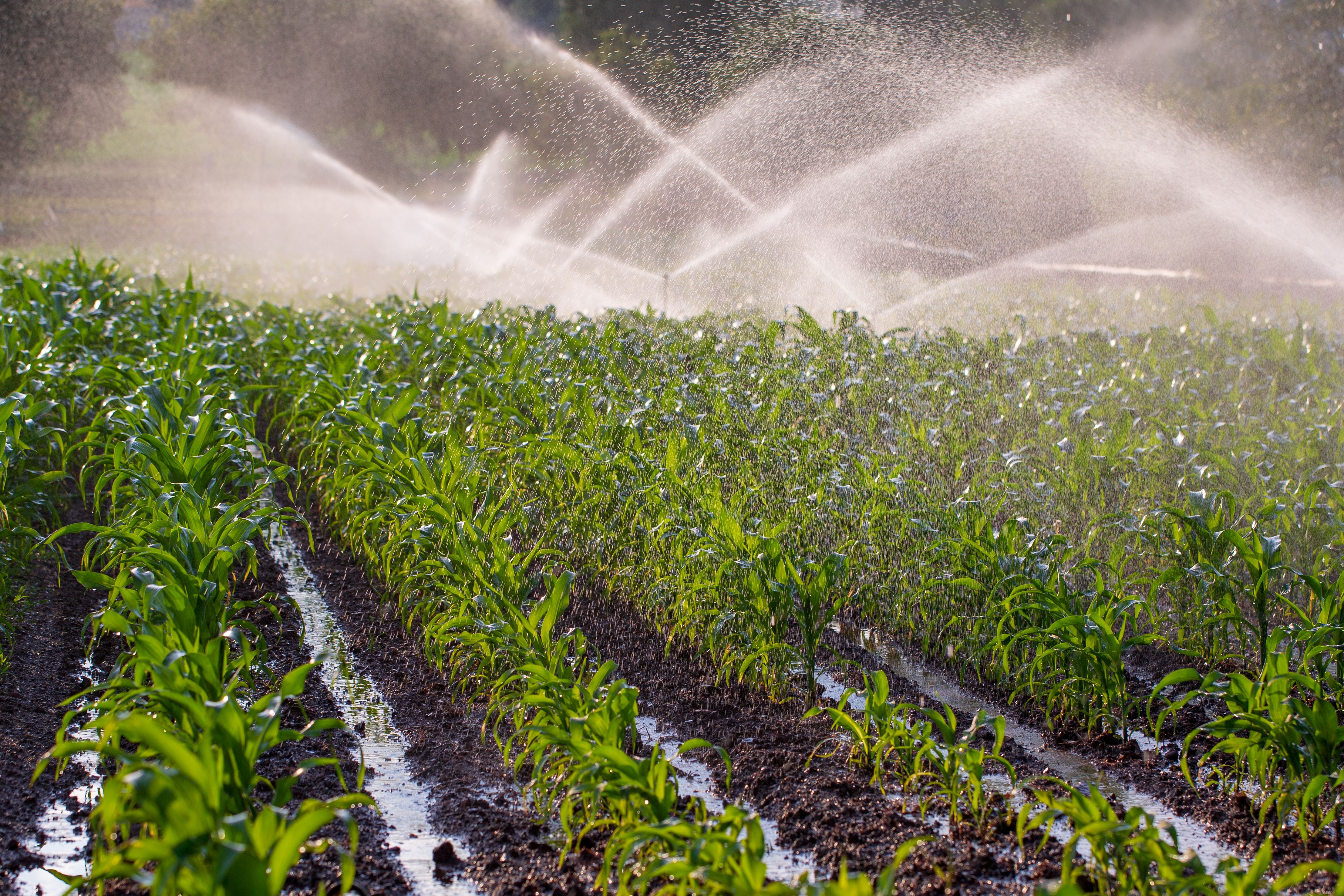 Irrigation on a maize crop Irrigation on a maize crop