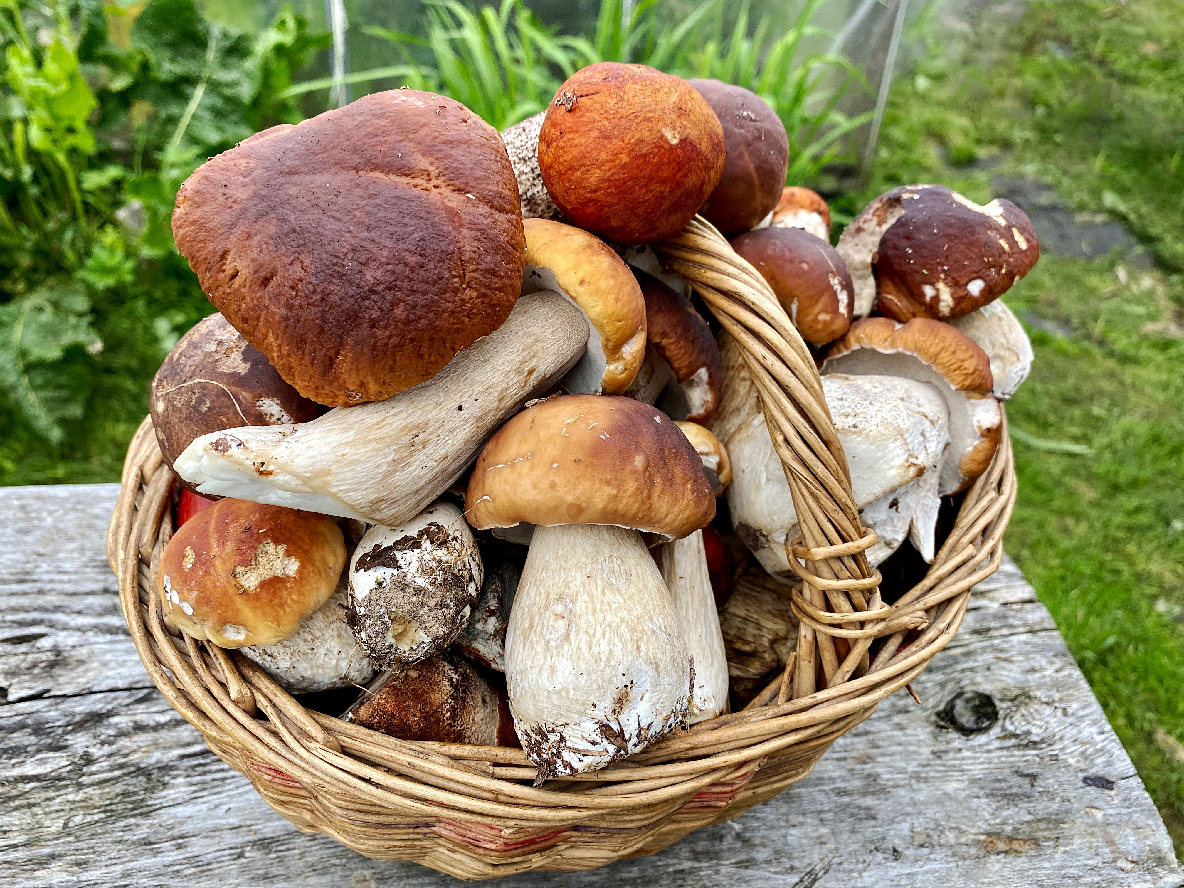 porcini mushrooms