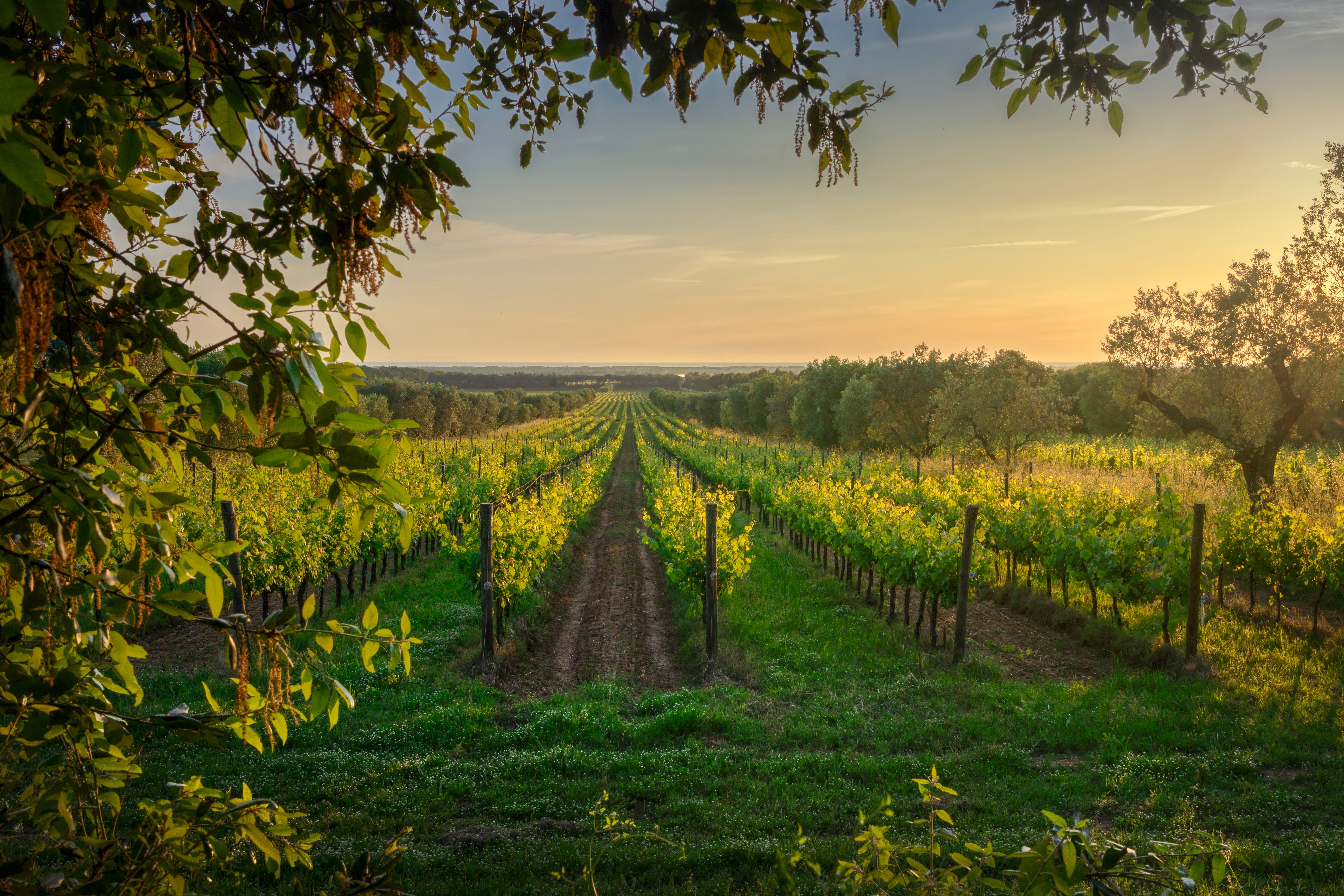 tuscany vineyards