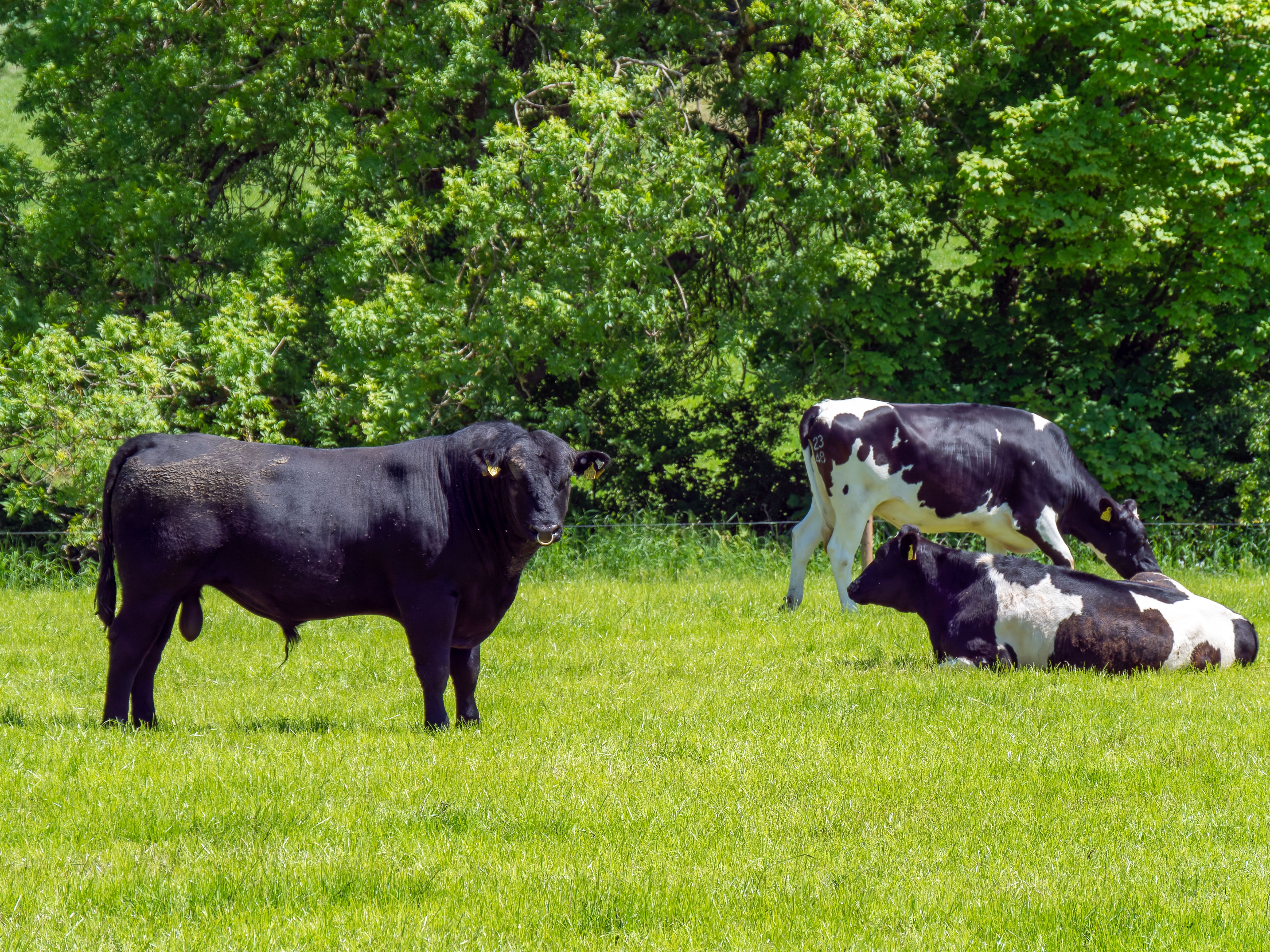 A bull on a meadow where several cows are lying. Farm cattle on a pasture on a sunny spring day. Animal husbandry, cows on green grass field. Cattle on free grazing.