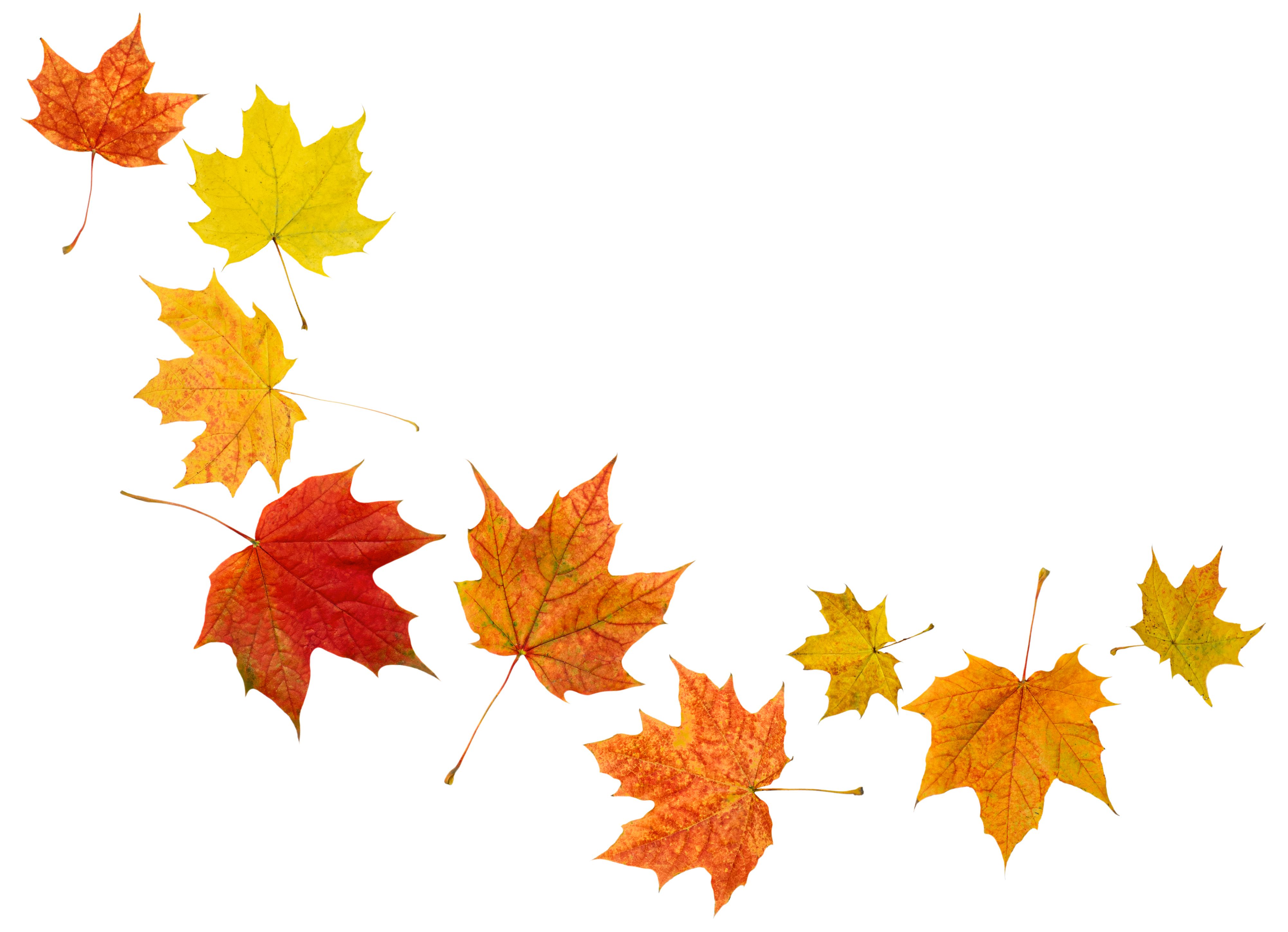 autumn leaves moving