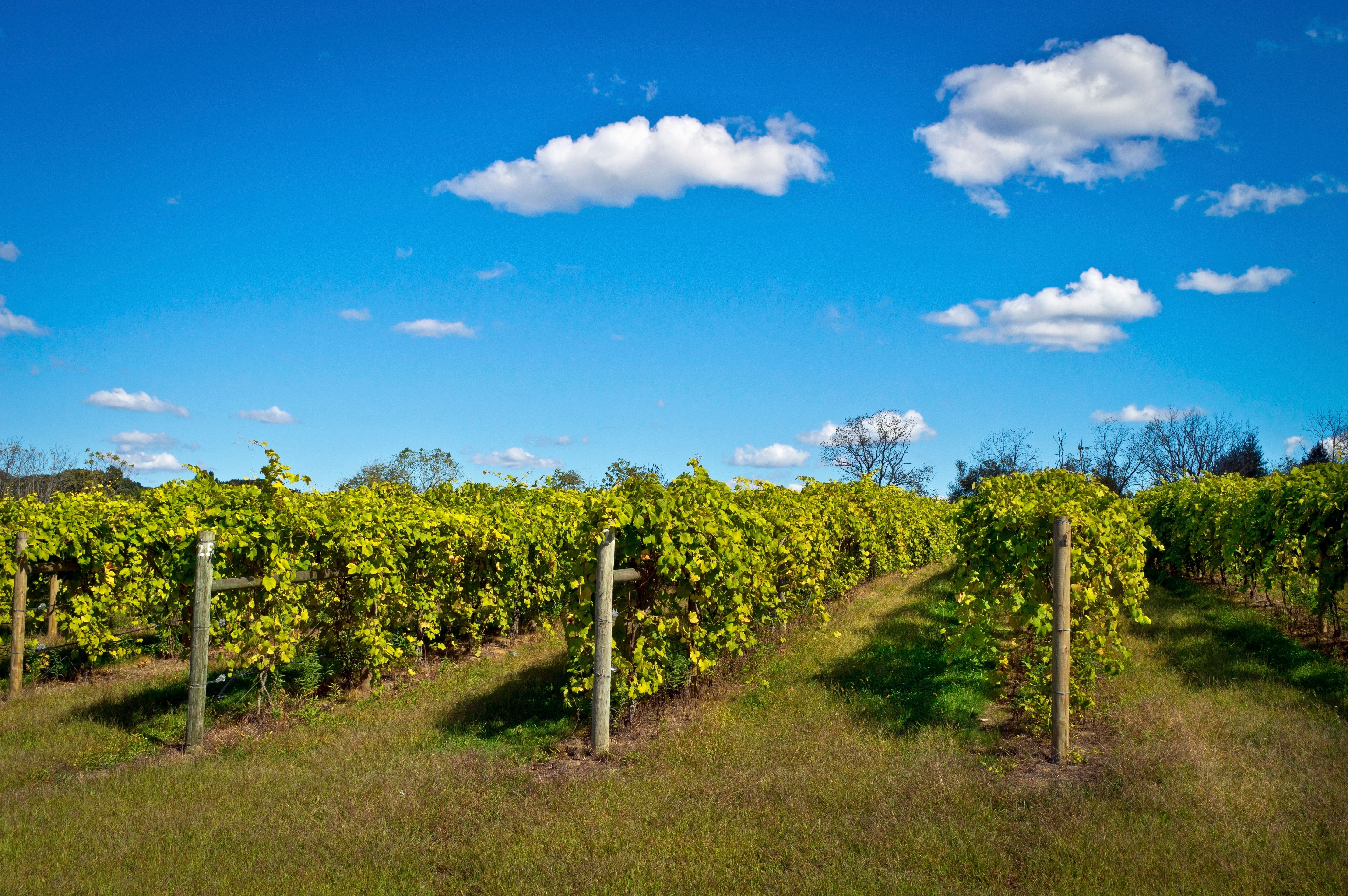New Jersey vineyard