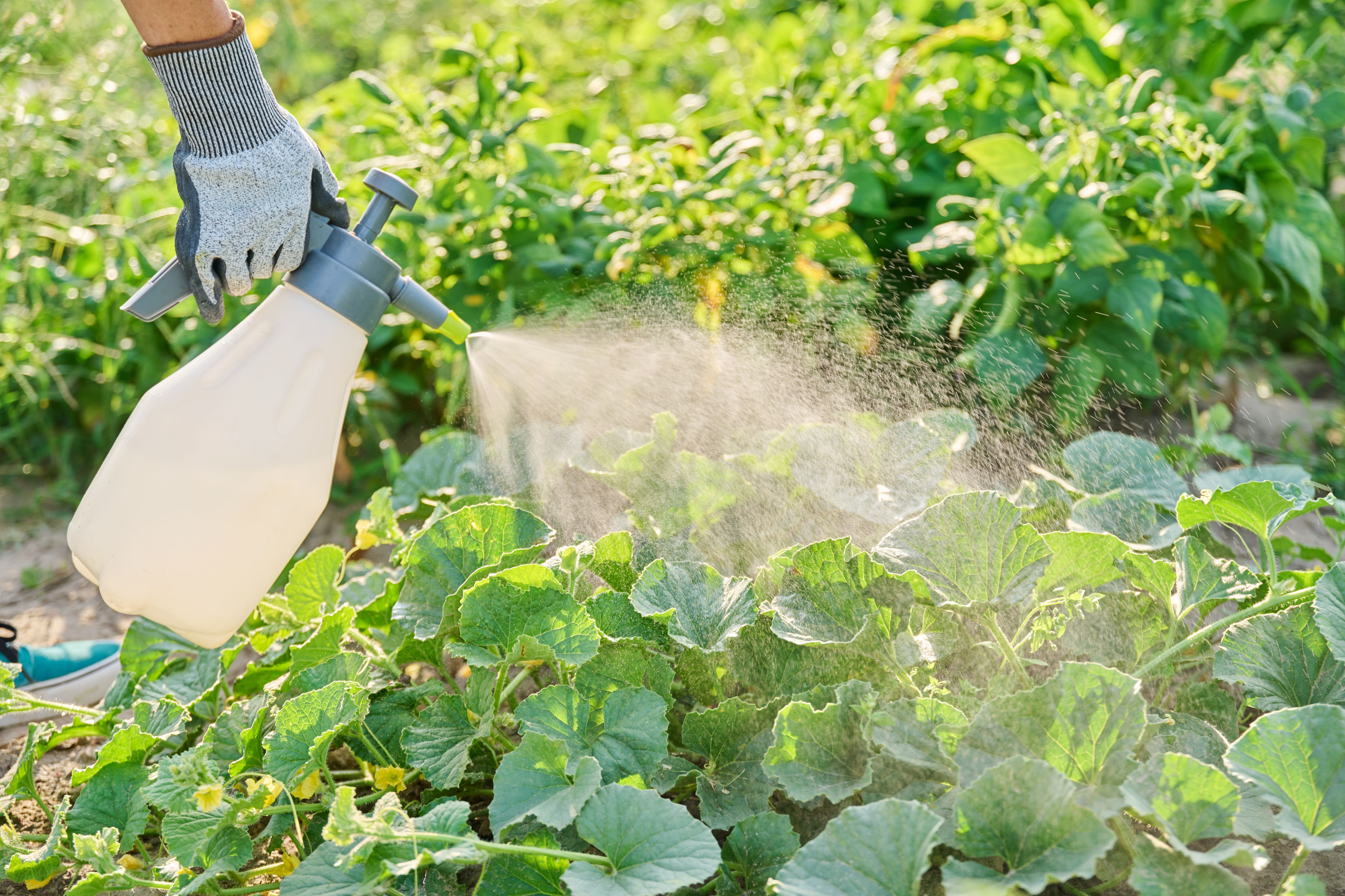 seasonal pest control