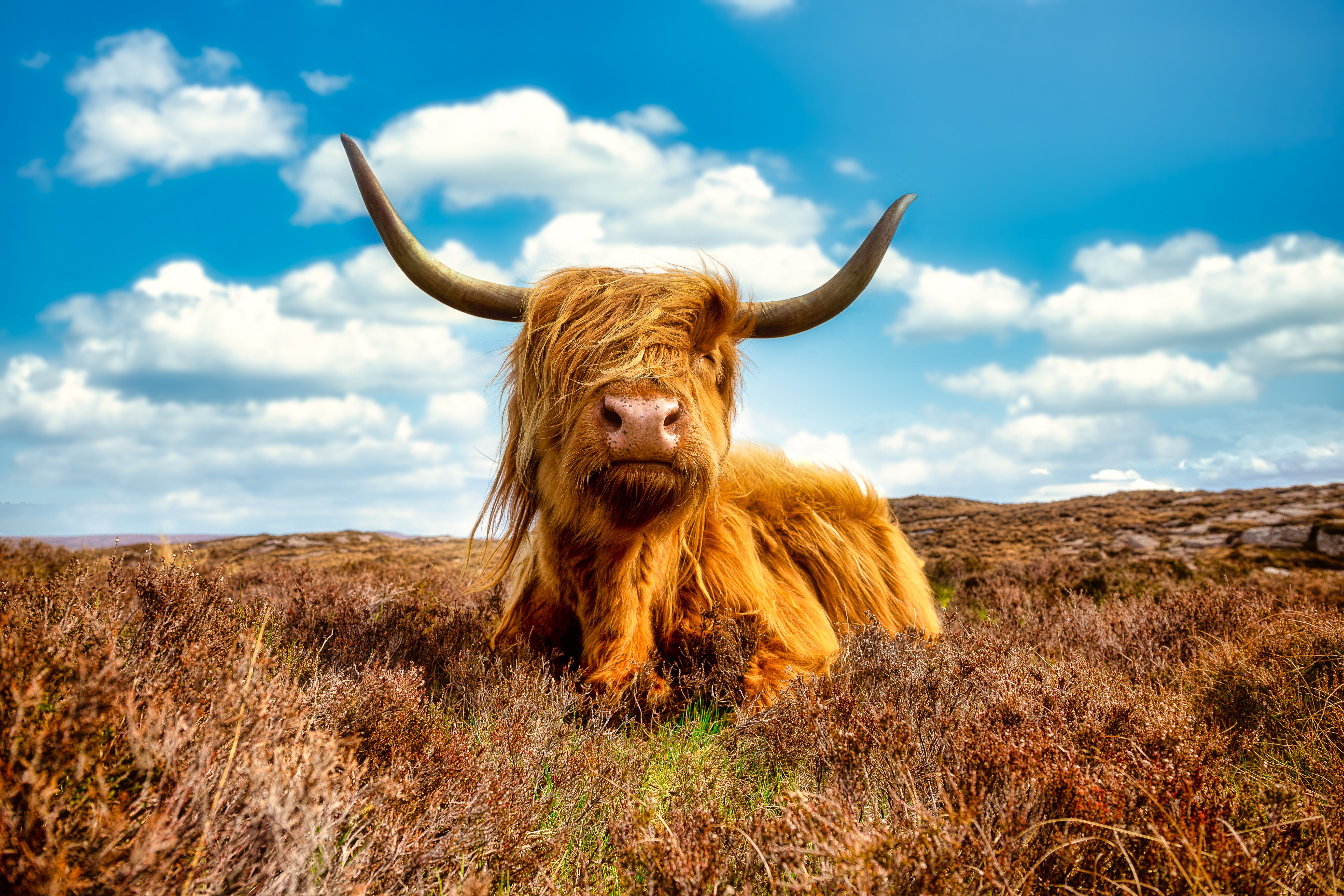highland cattle farm