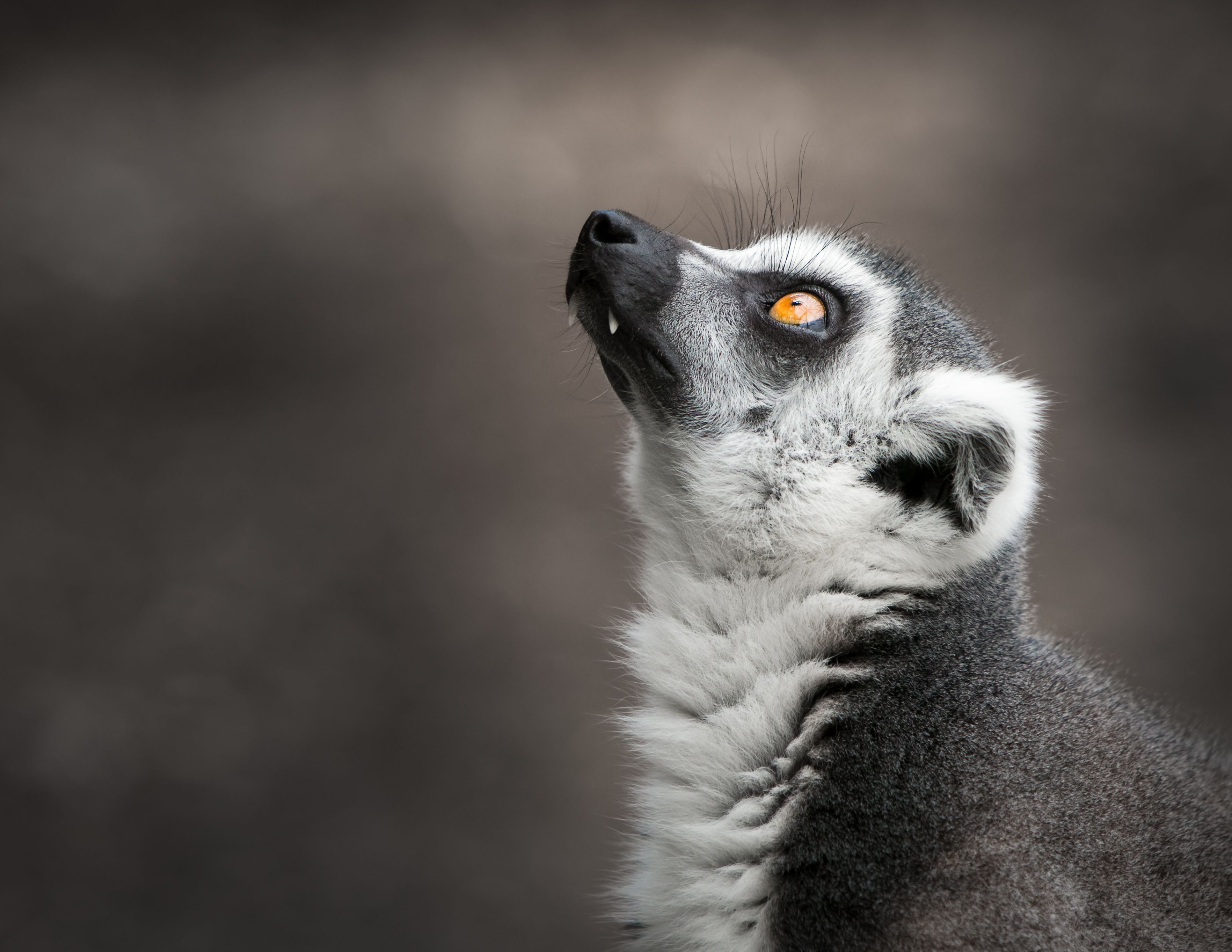 lemurs
