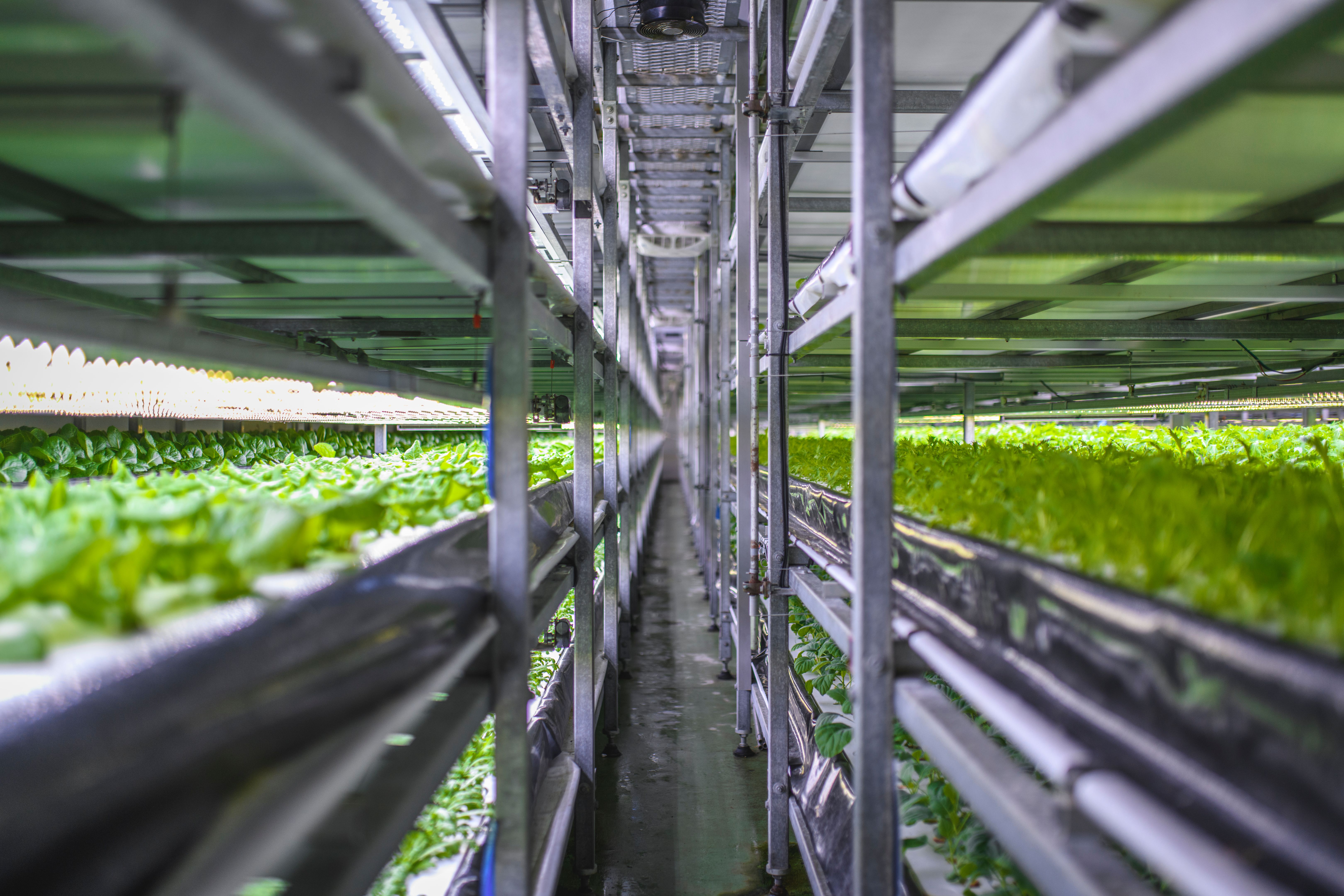 vertical farming