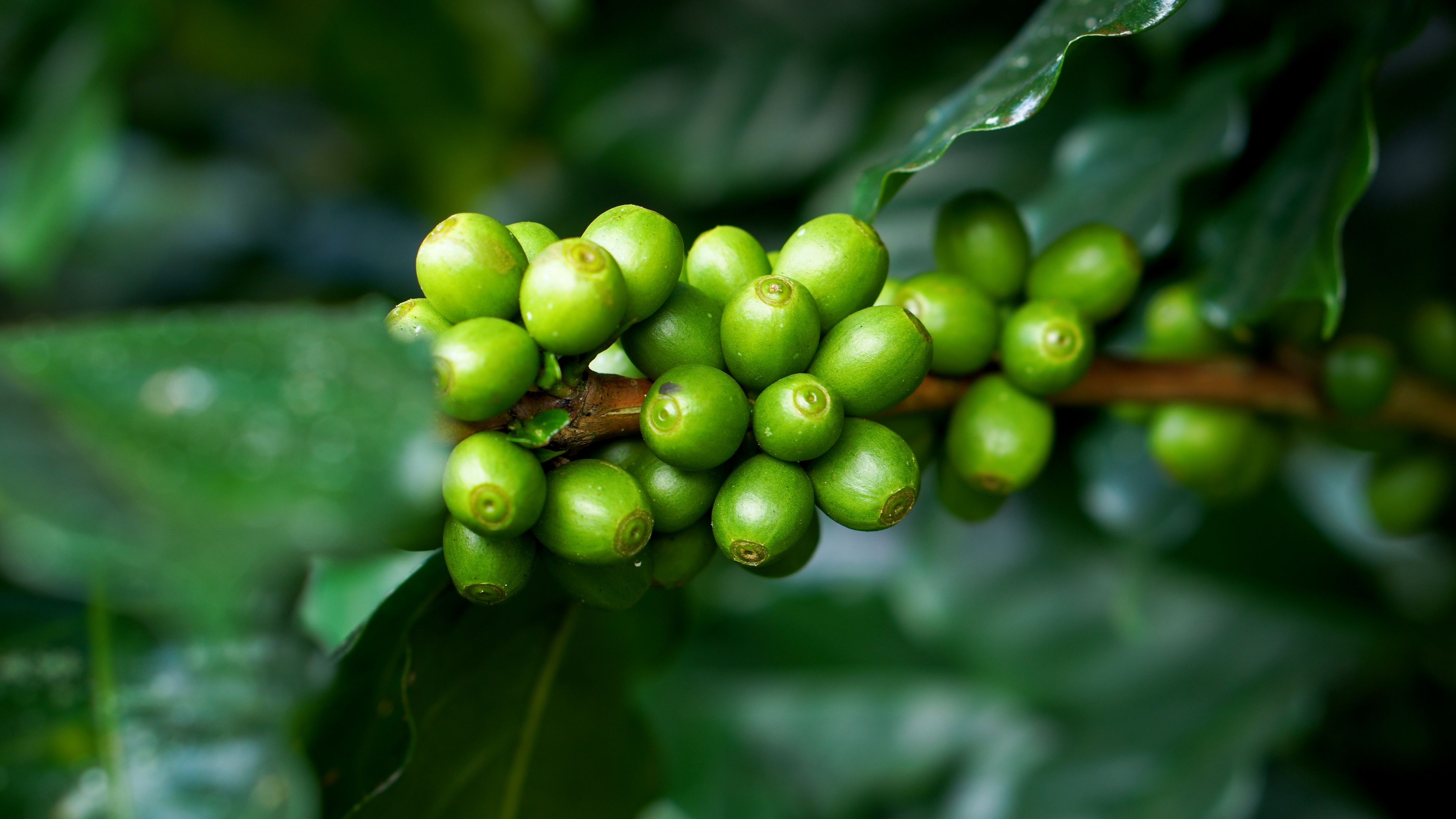 coffee plants