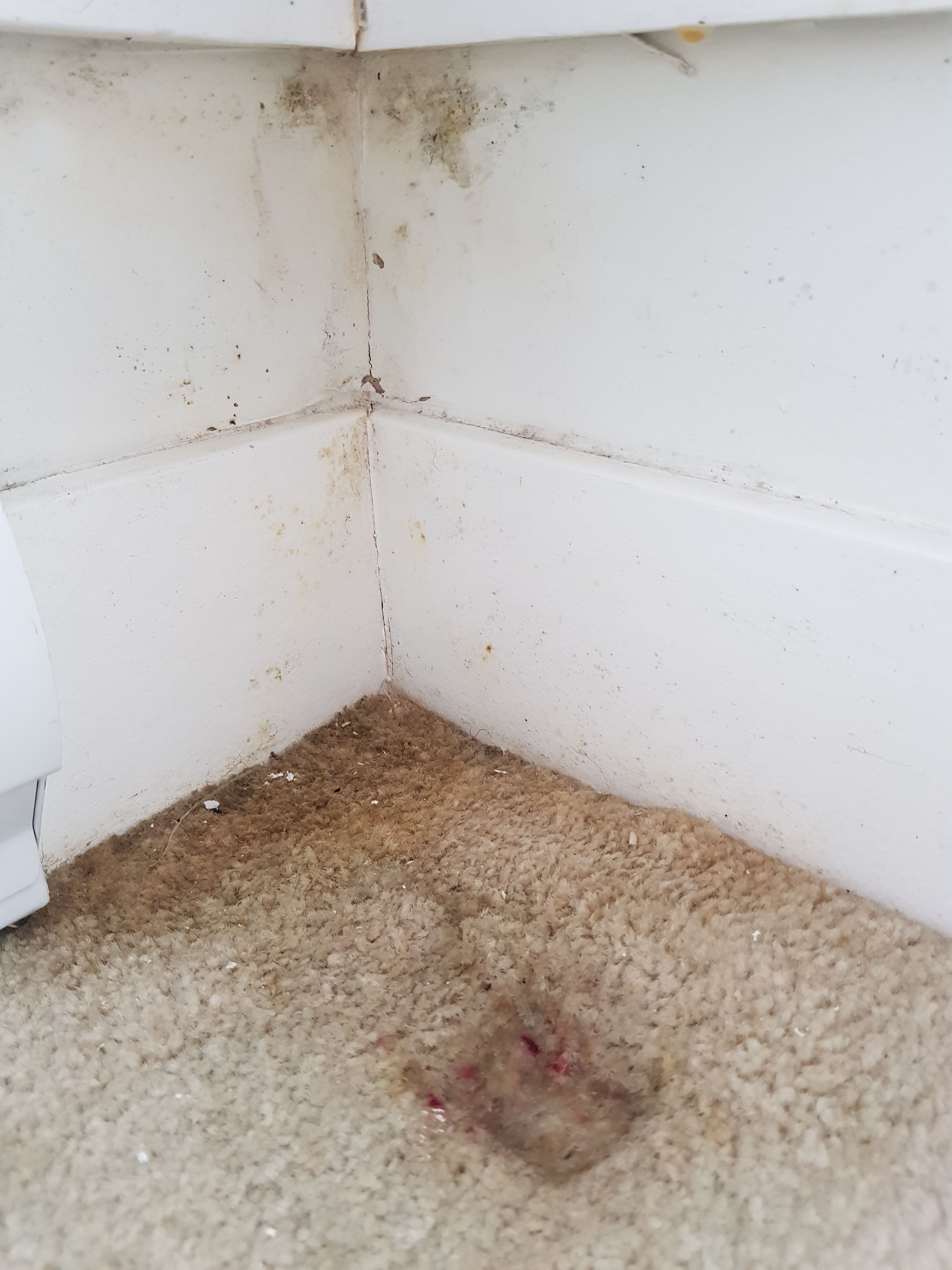humid weather carpet