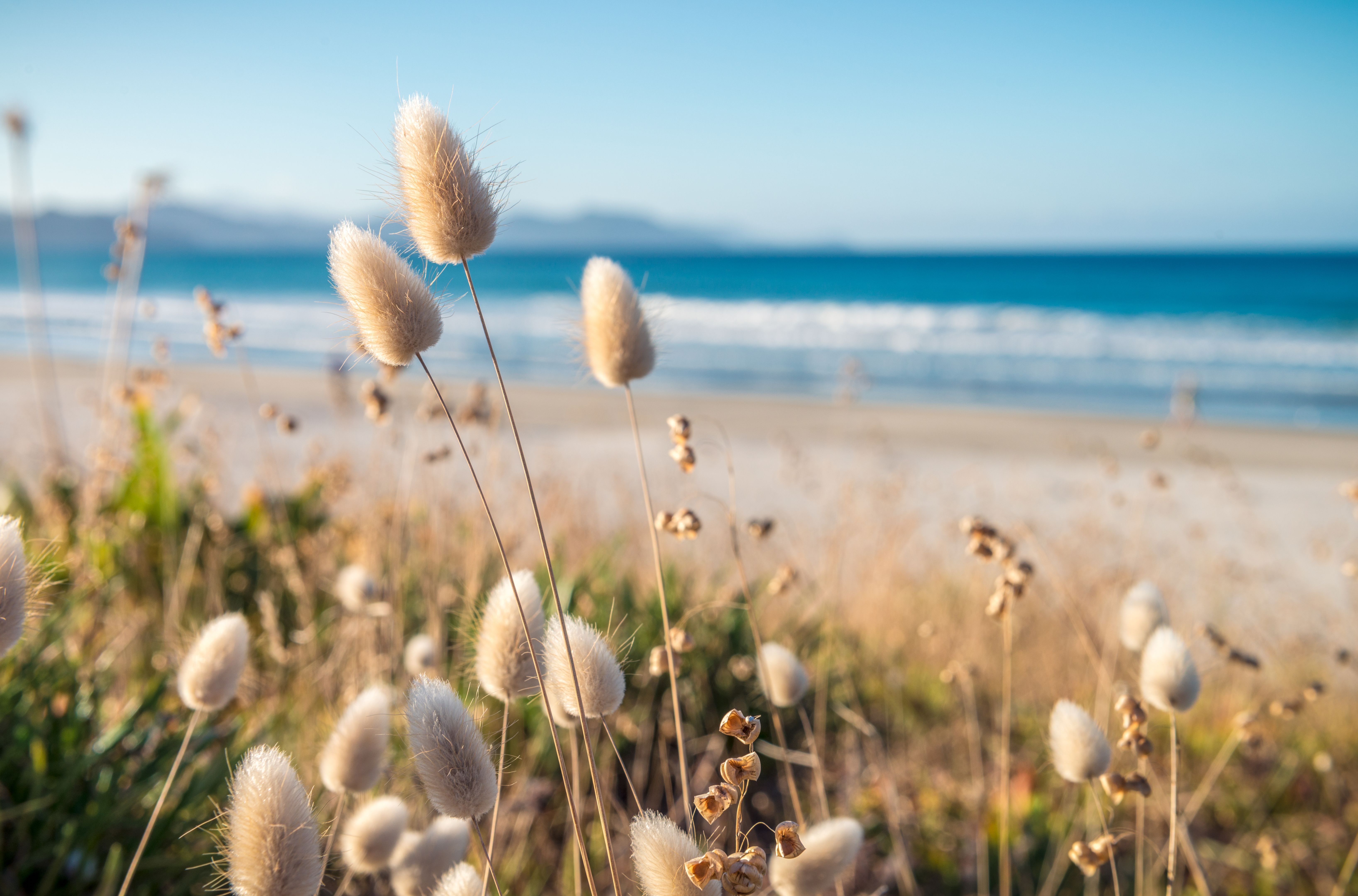 new zealand coastline