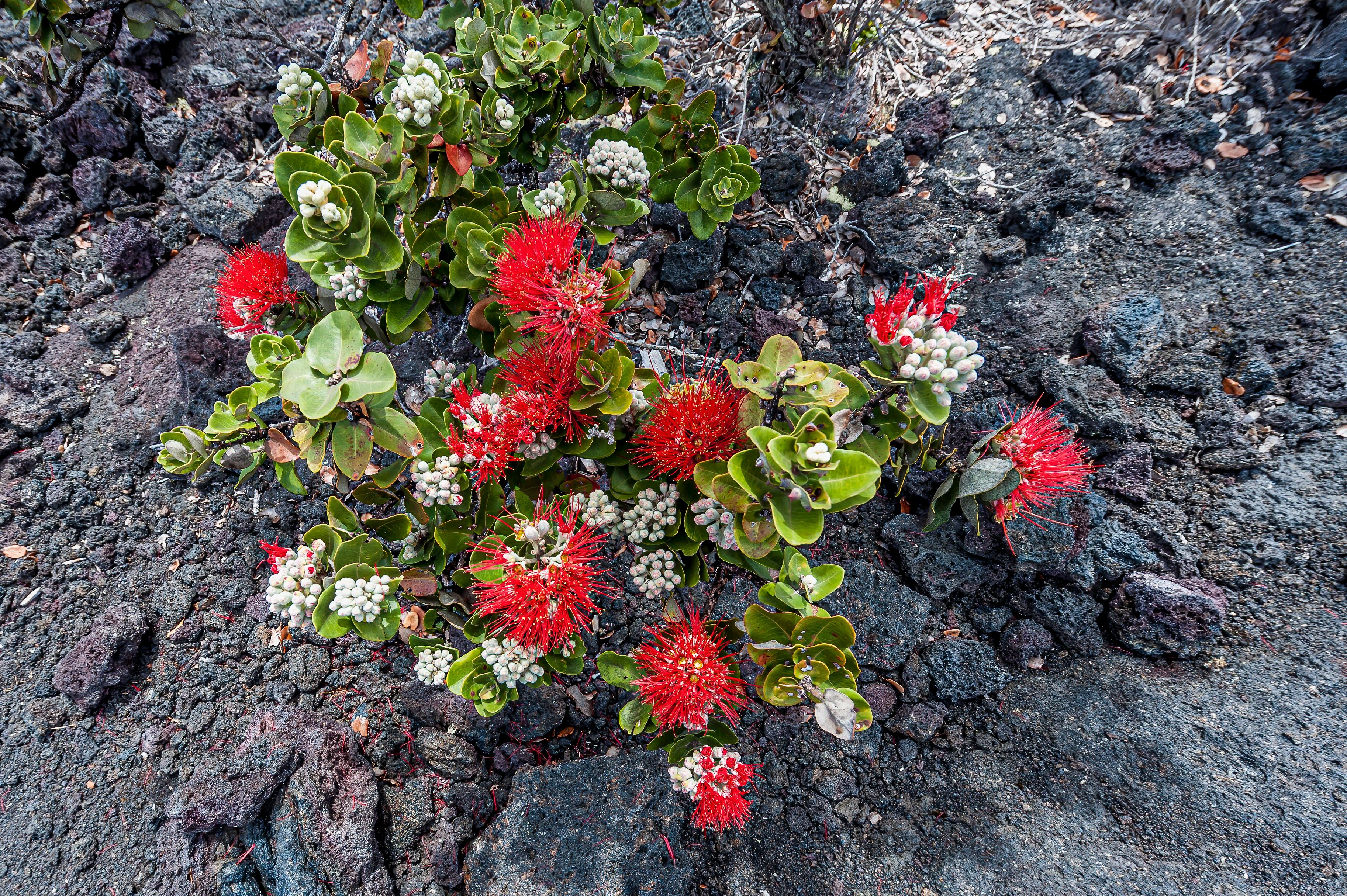 hawaii native plants