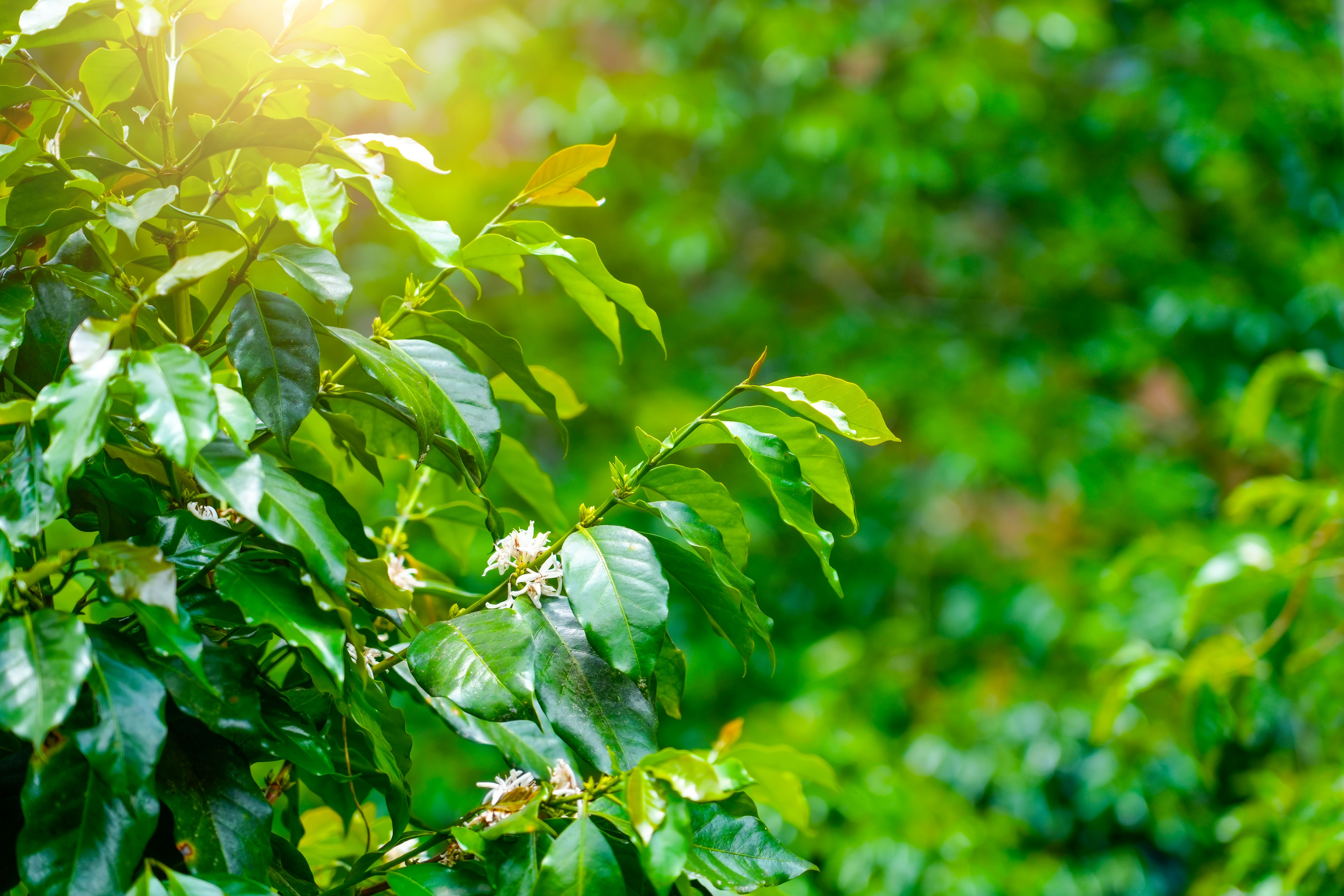 sunlight on coffee farm
