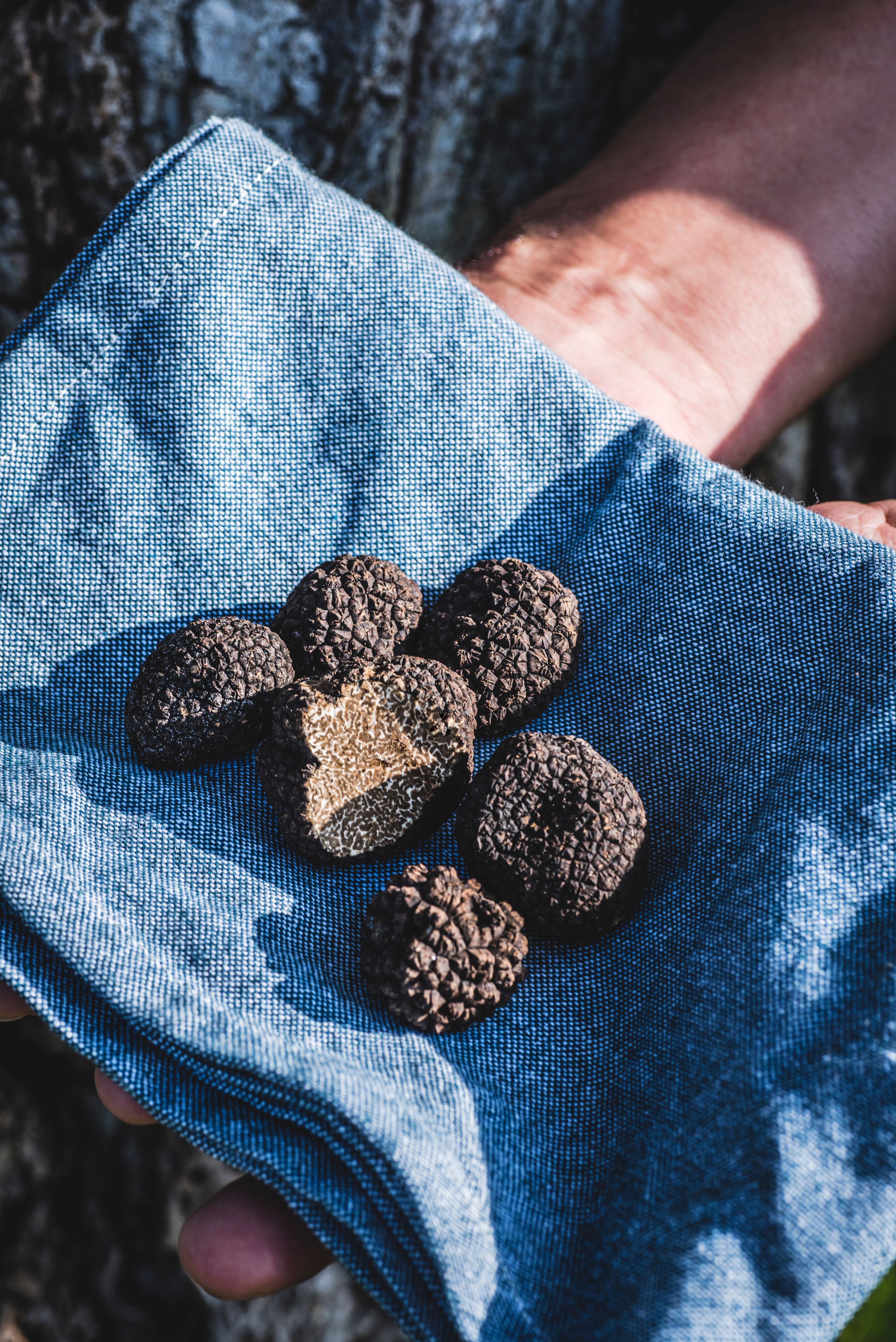 Black truffle mushrooms on the hands of truffle hunters, in the forest,  Piedmont. Autumn gourmet cuisine of Piedmont, Northern Italy, France, Spain